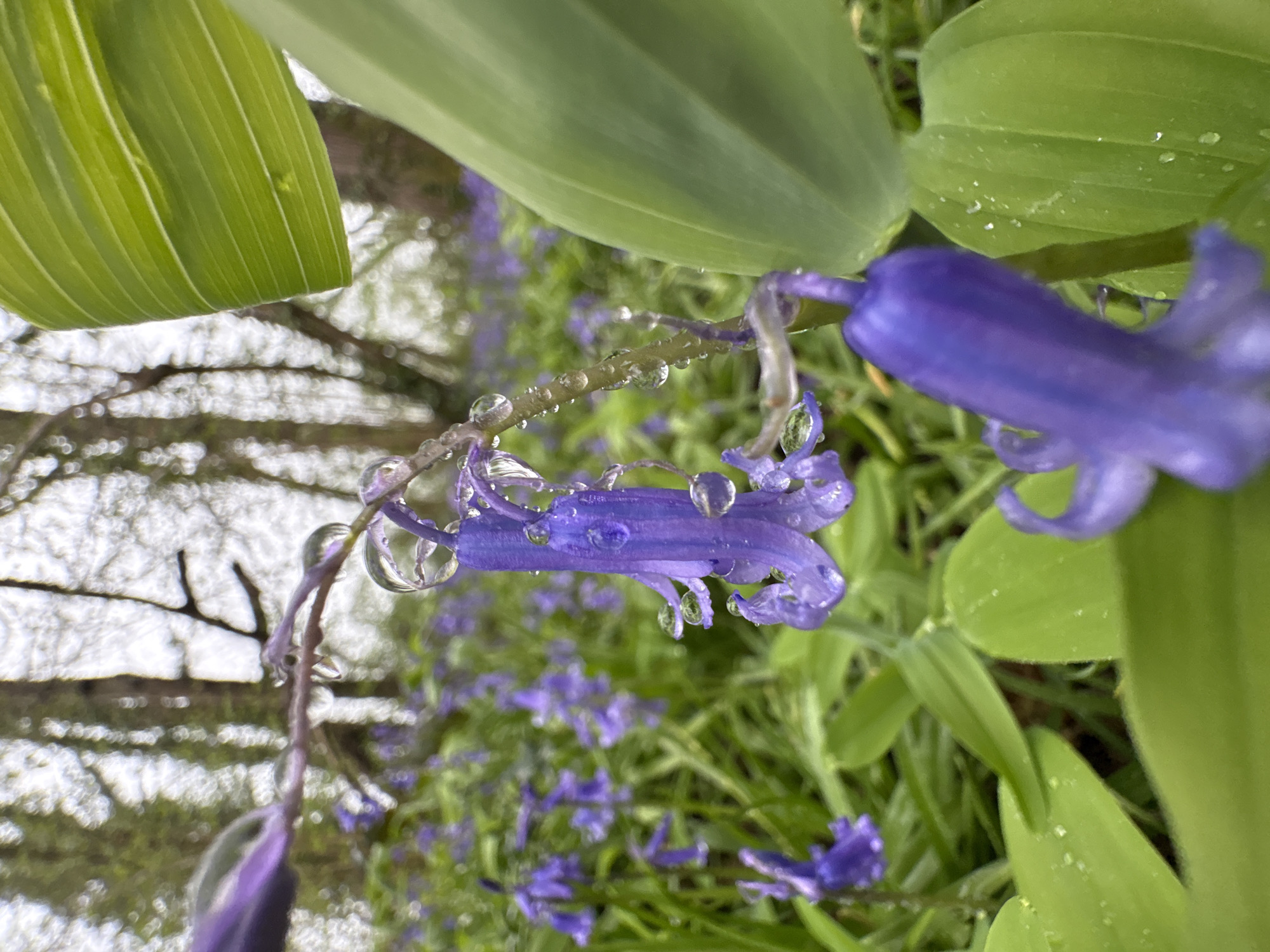 Rain-covered bluebells photographed in Chandler's Ford garden setting