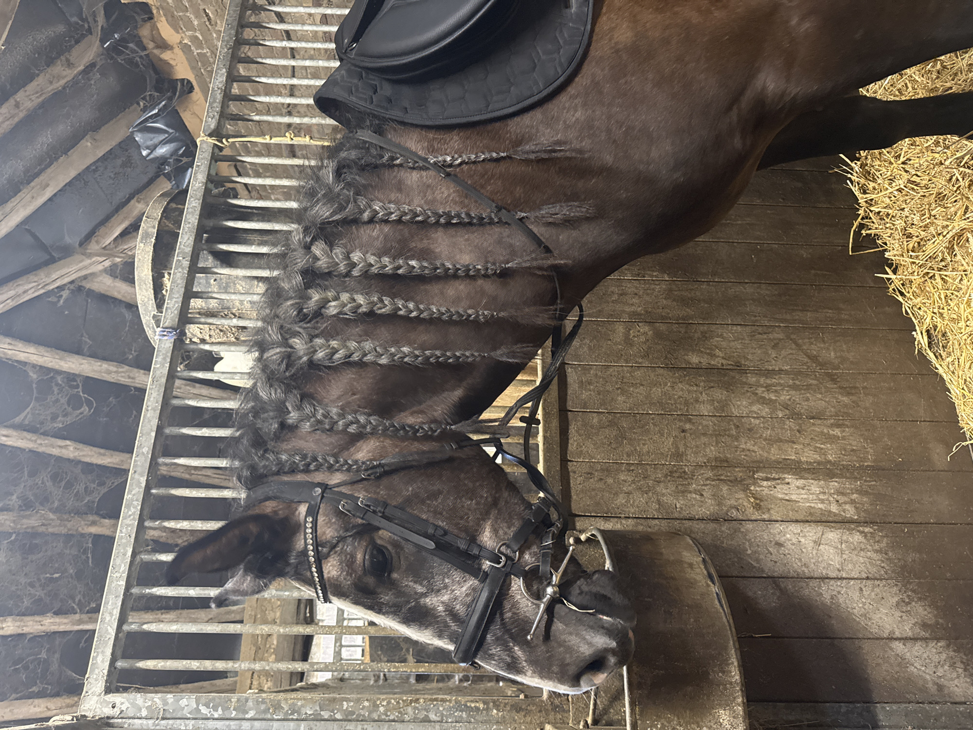 Woman and girl tend horses at Belgian stable