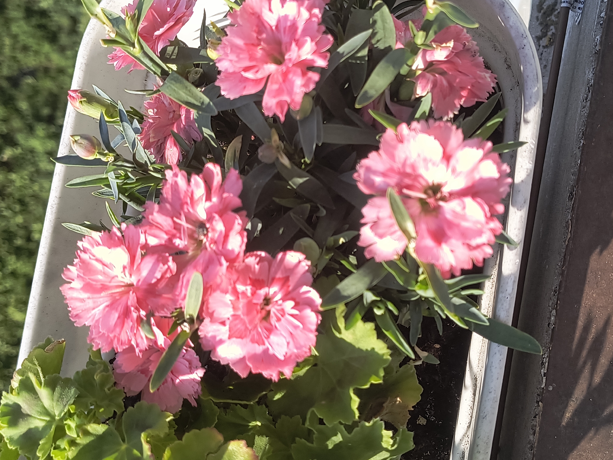 Lazy morning indoors with a cat, coffee, and window flowers in Rivne