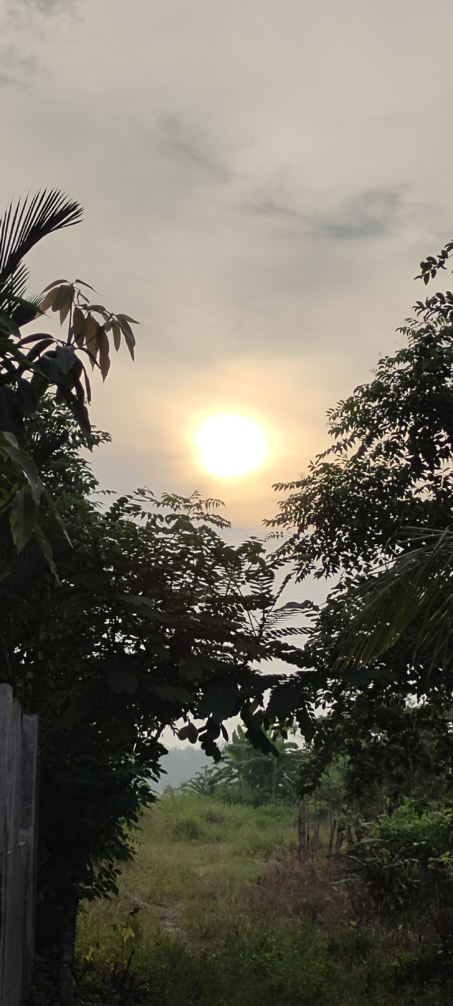 Dusk light through tropical foliage in Lhokseumawe, Indonesia