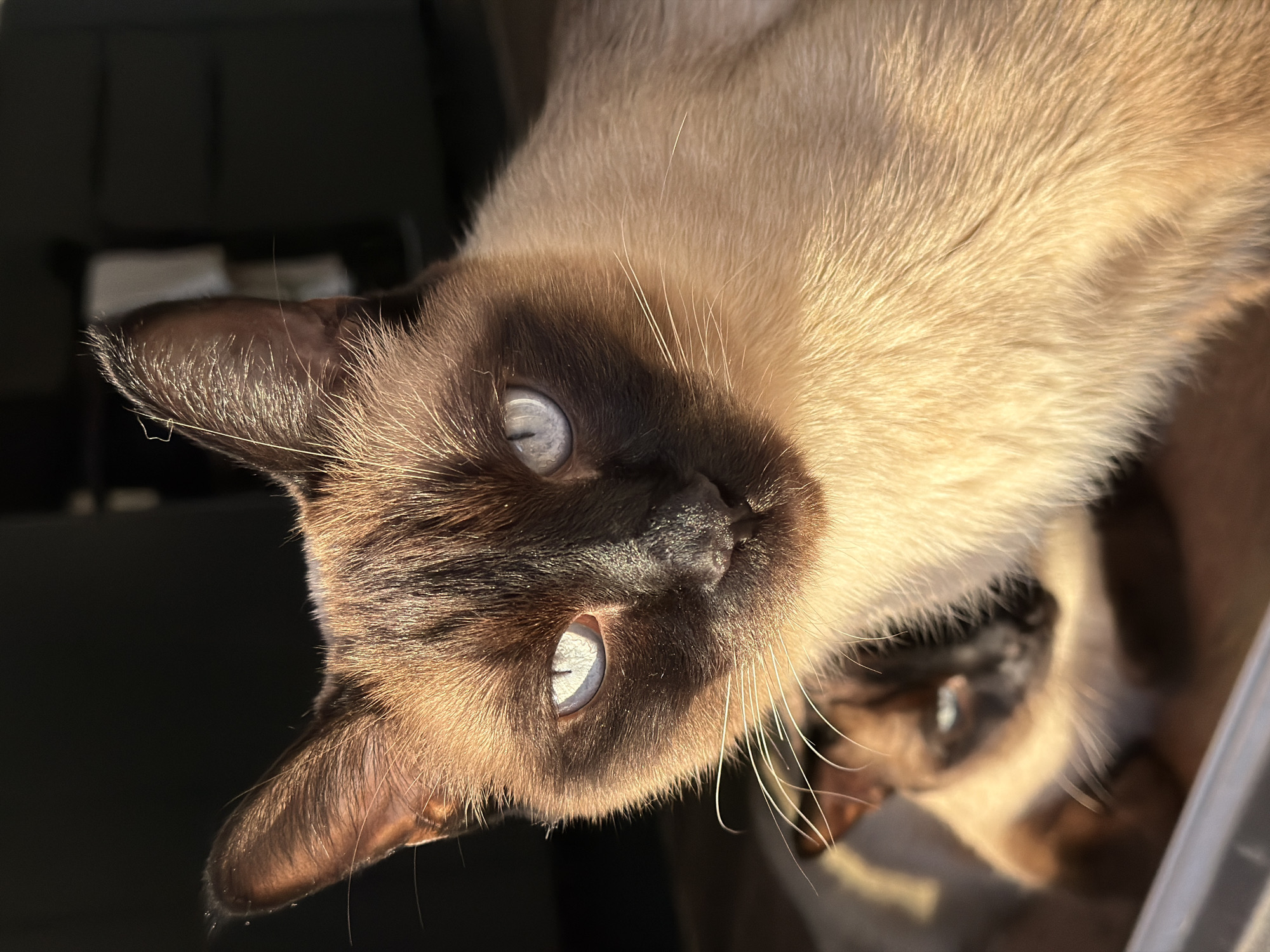 Siamese cats bask in sunlight at Russian park location