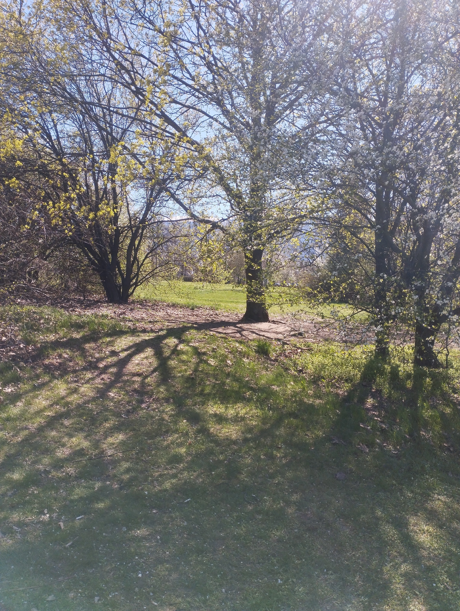 Spring trees observed in sunny outdoor setting