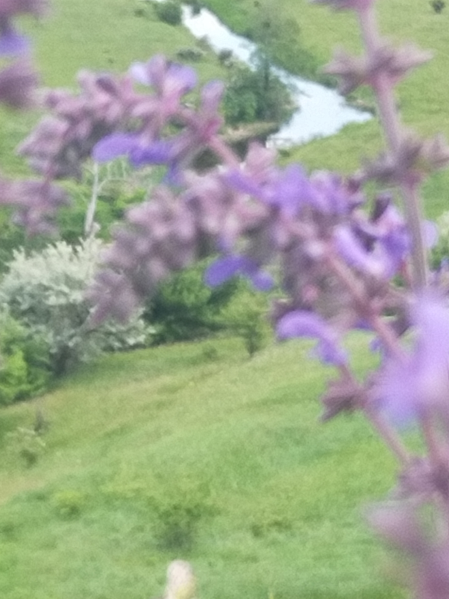 Witness documents hour-long countryside walk through flowering meadows, grazing fields
