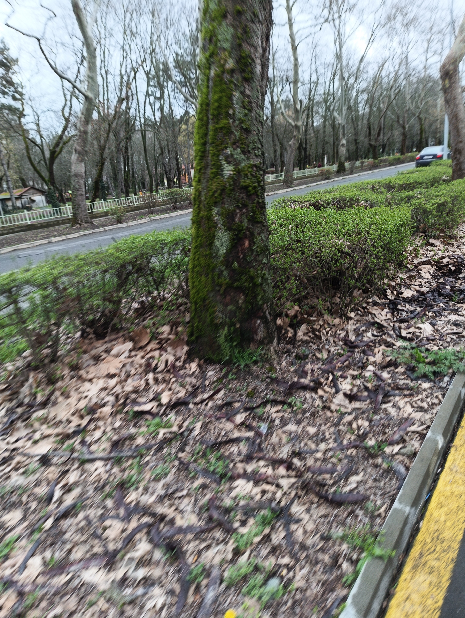 Moss-covered tree documented along roadside in Karnobat, Bulgaria