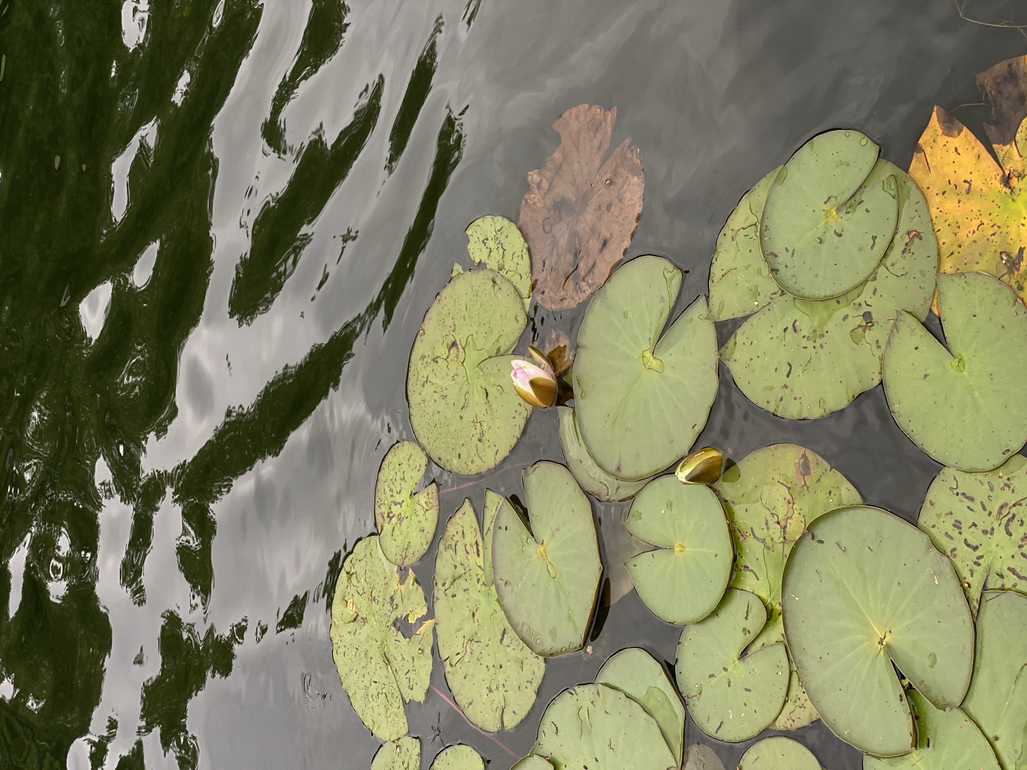 Lily pads and reflections on a rippled pond in Shostka