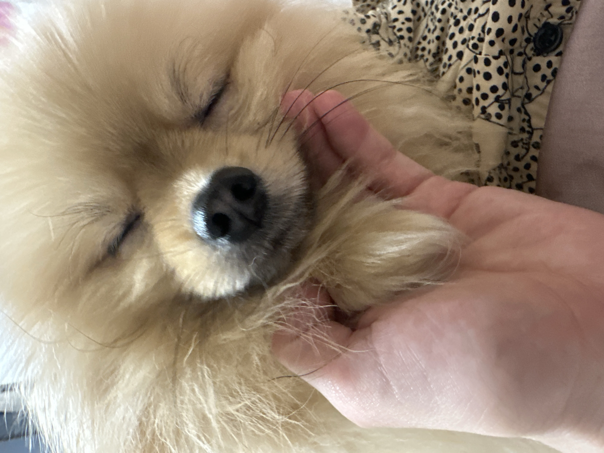 Pomeranian dog petted by owner in Votkinsk, Russia