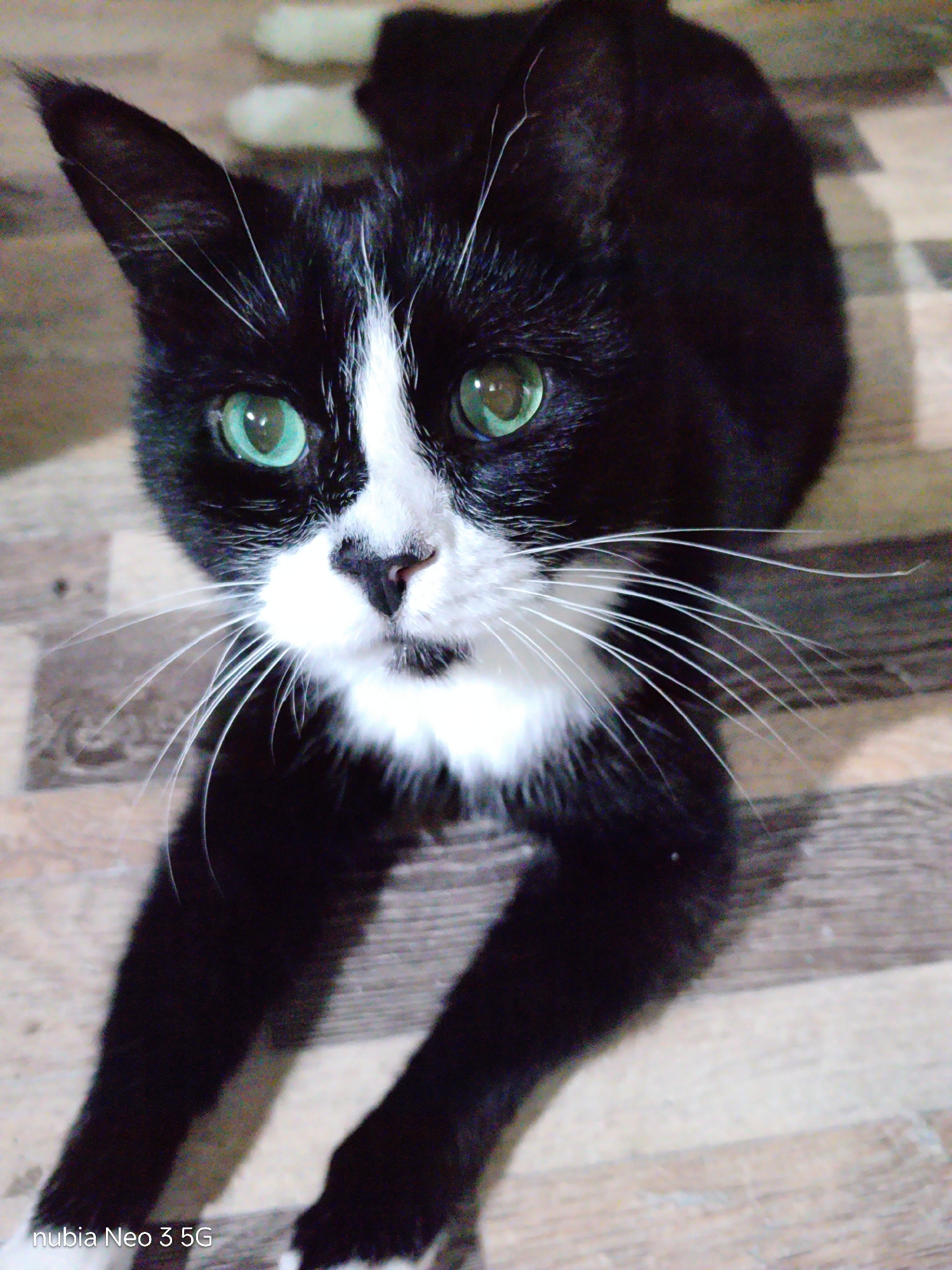 Cats, moon, and everyday objects in Angren at night