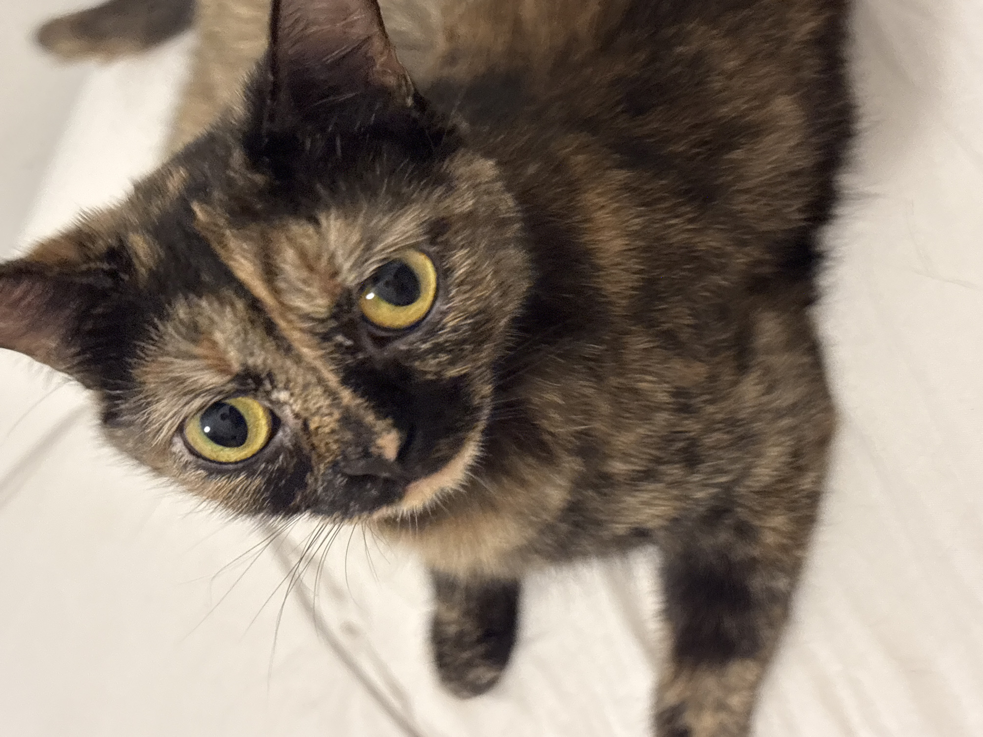 Tortoiseshell cat holds eye contact from a Barcelona bed