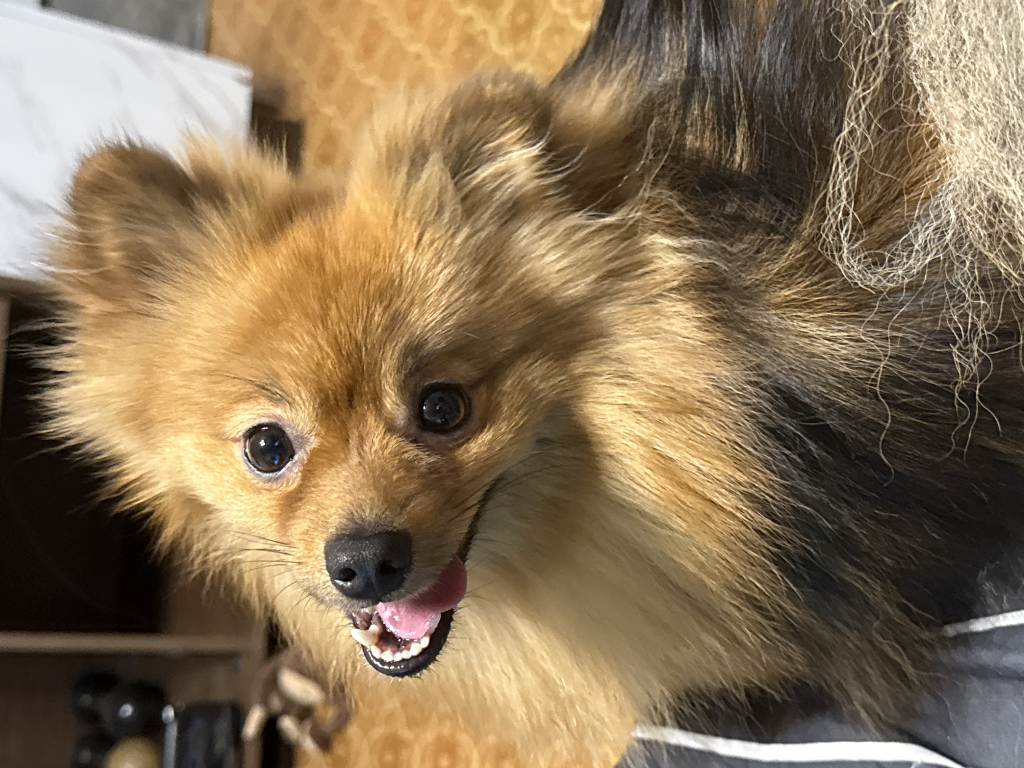 Pomeranian portrait and a pink #VideoGame graphic from Khimki