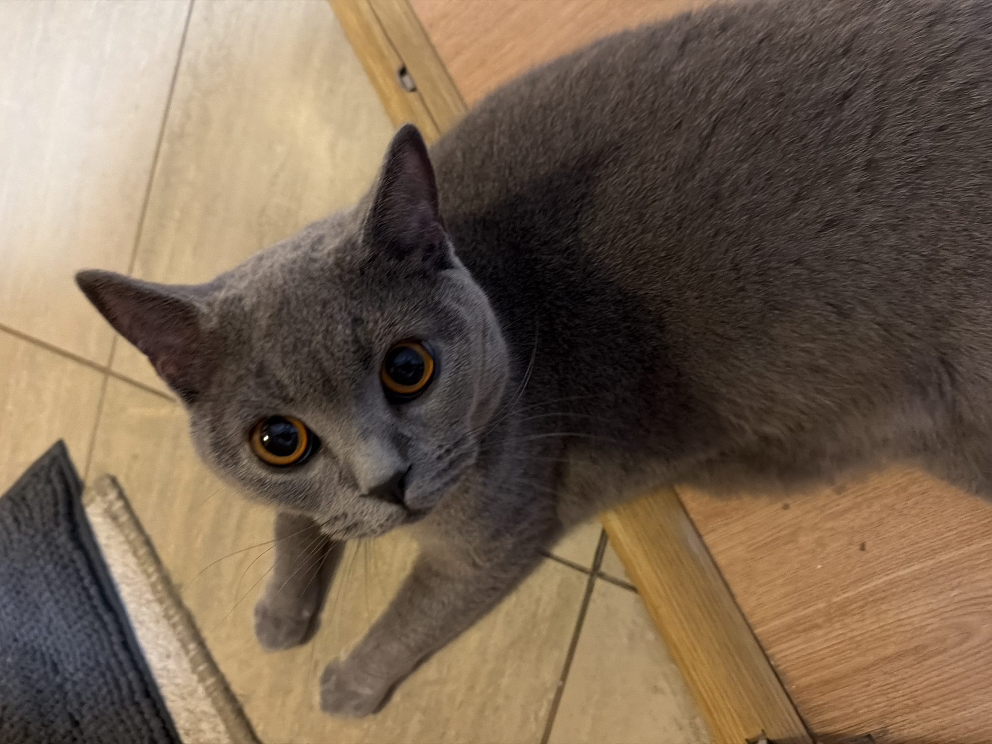 Gray cat leisurely evening at home in Dimitrovgrad