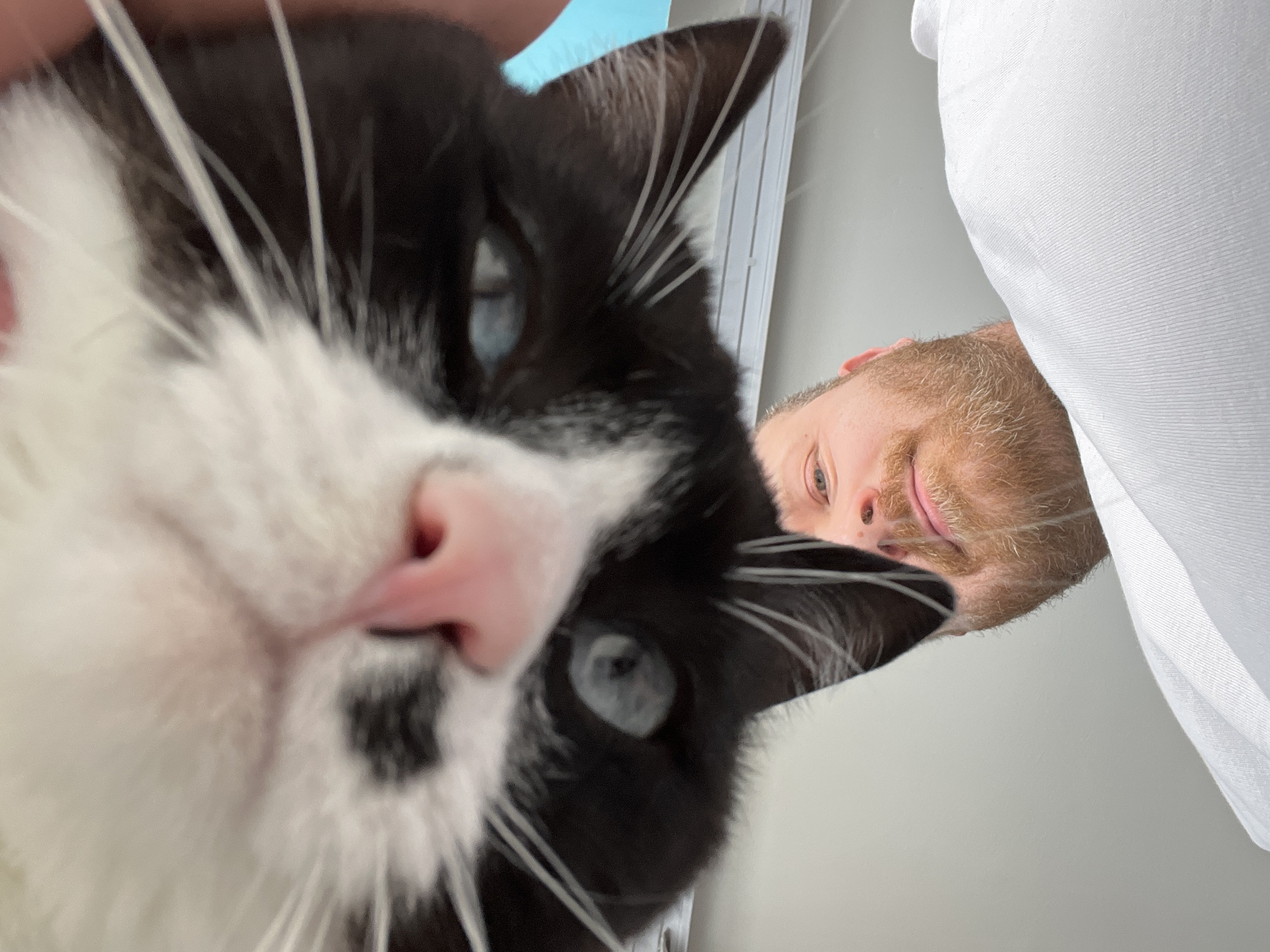 Domestic life documented with cats in snowy Russian town