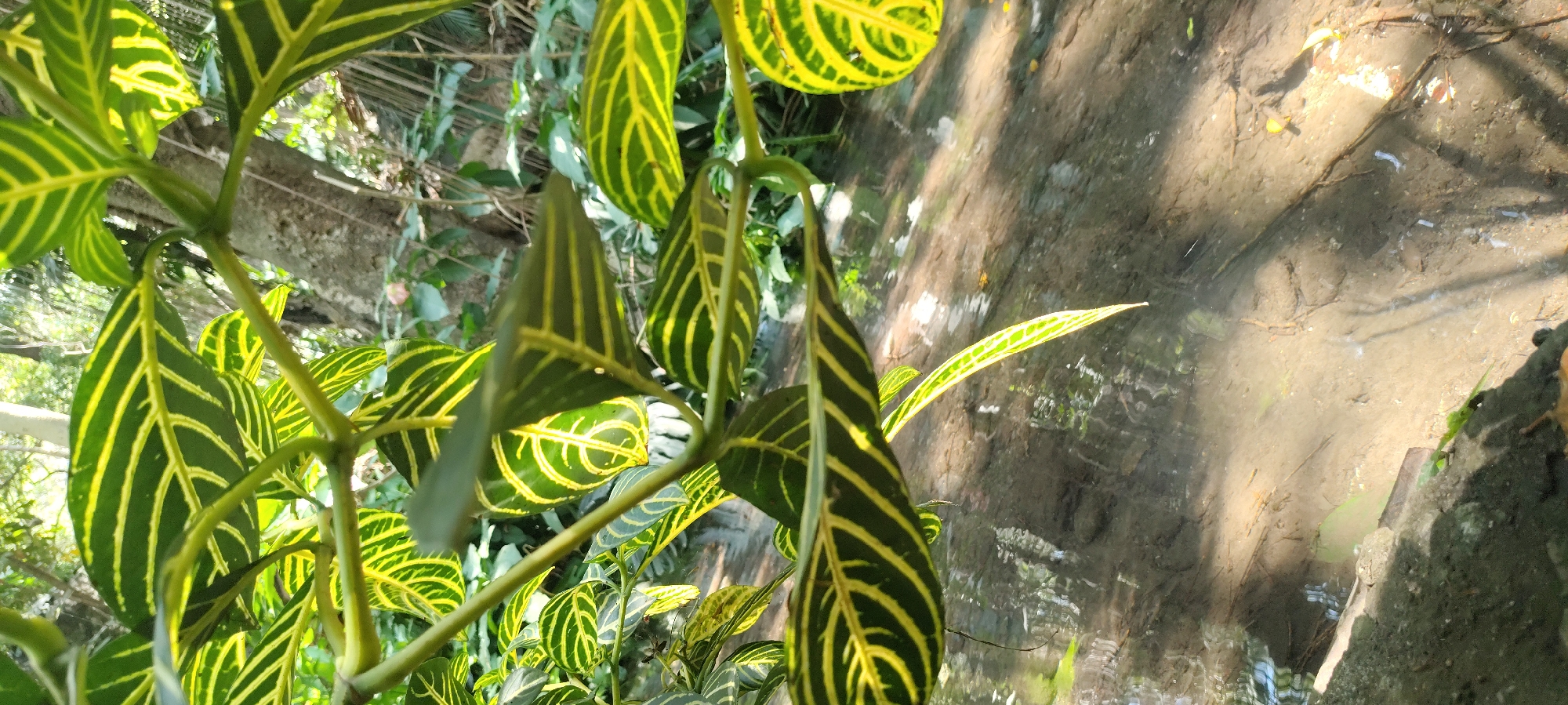 Garden flora documented in Cuernavaca including zebra plants, daisies
