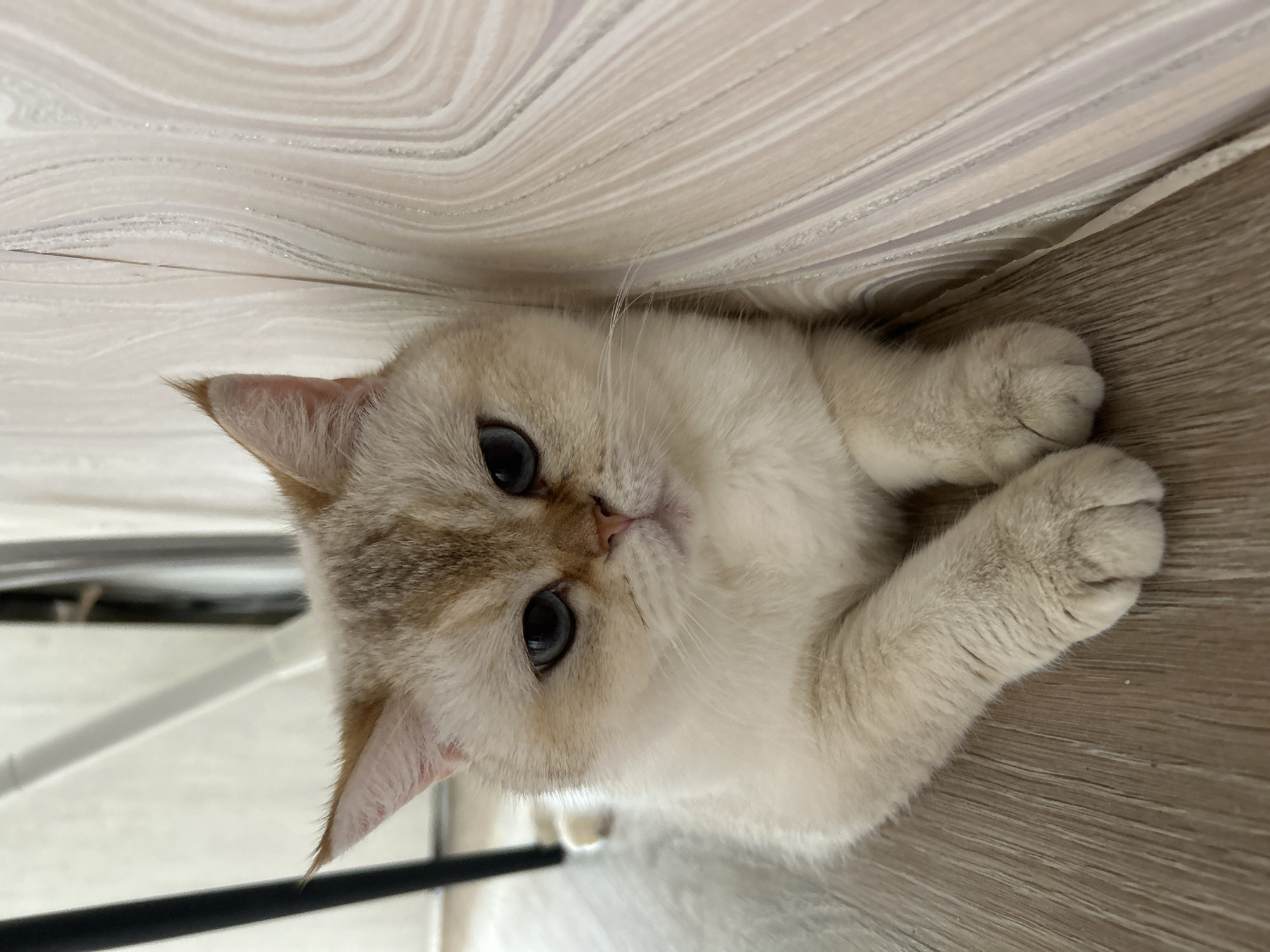 Blue-eyed cat photographed on wooden floor in Ufa