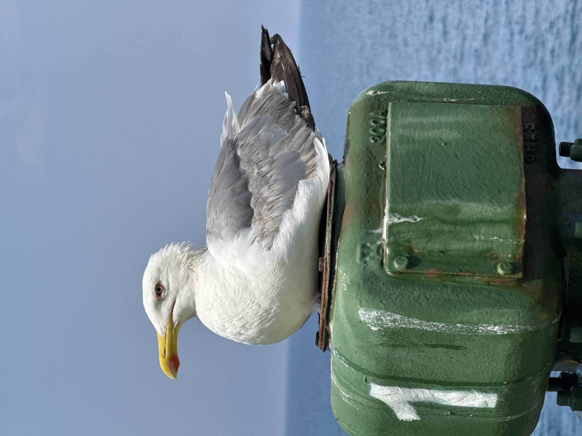 Seagull and cargo operations at an Algerian port