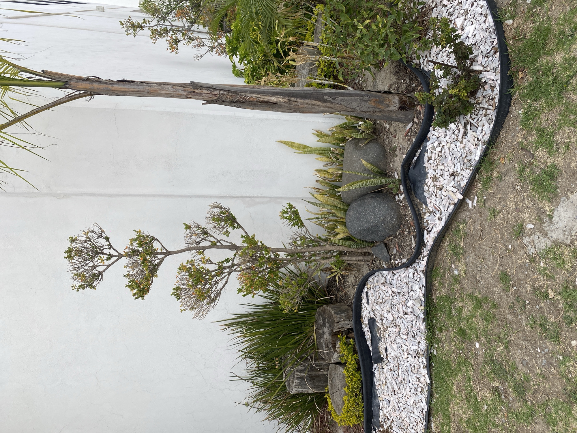 Garden bed and palm tree documented in outdoor scenes