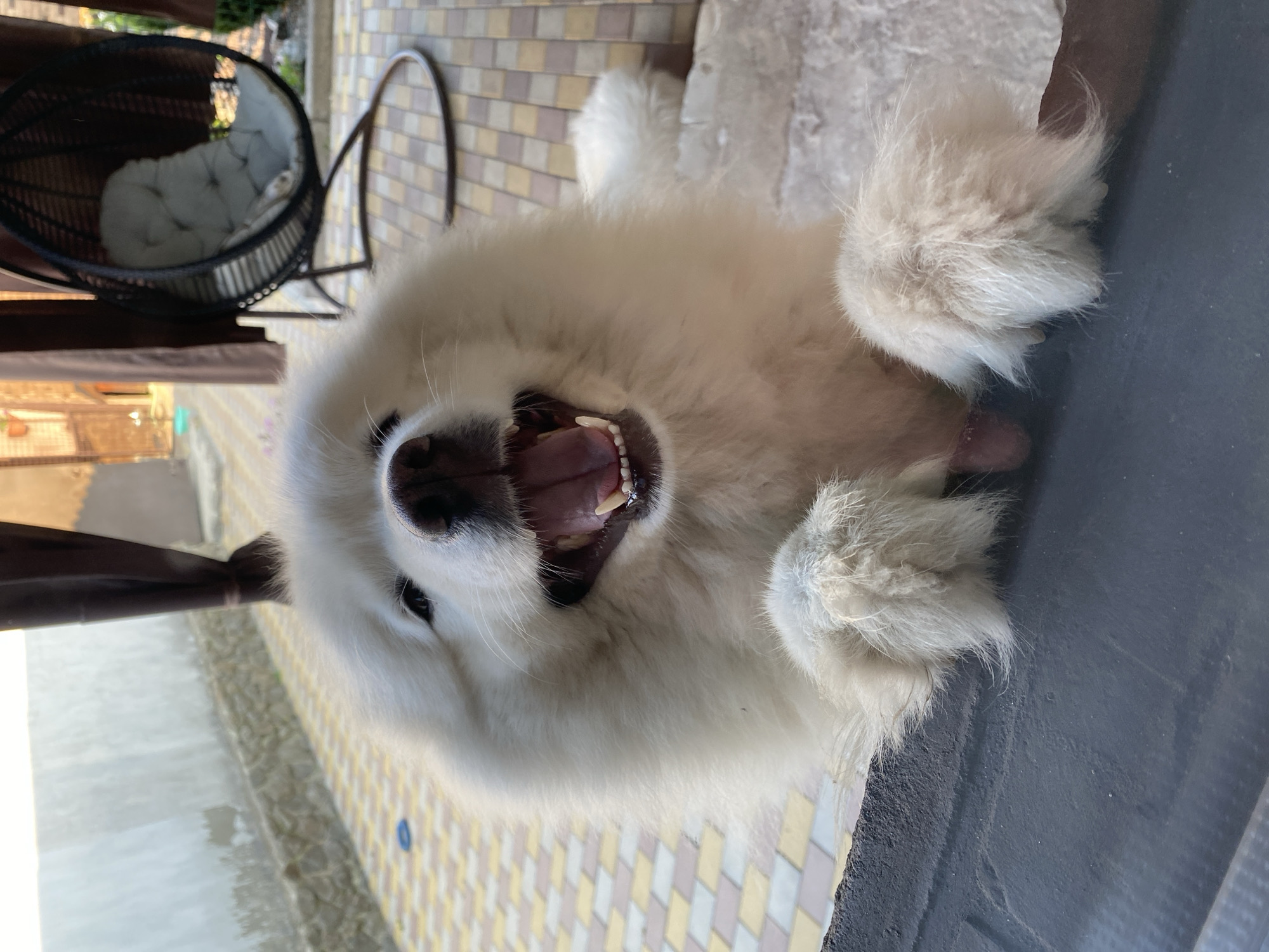 Two fluffy Samoyeds being goofy on a patio