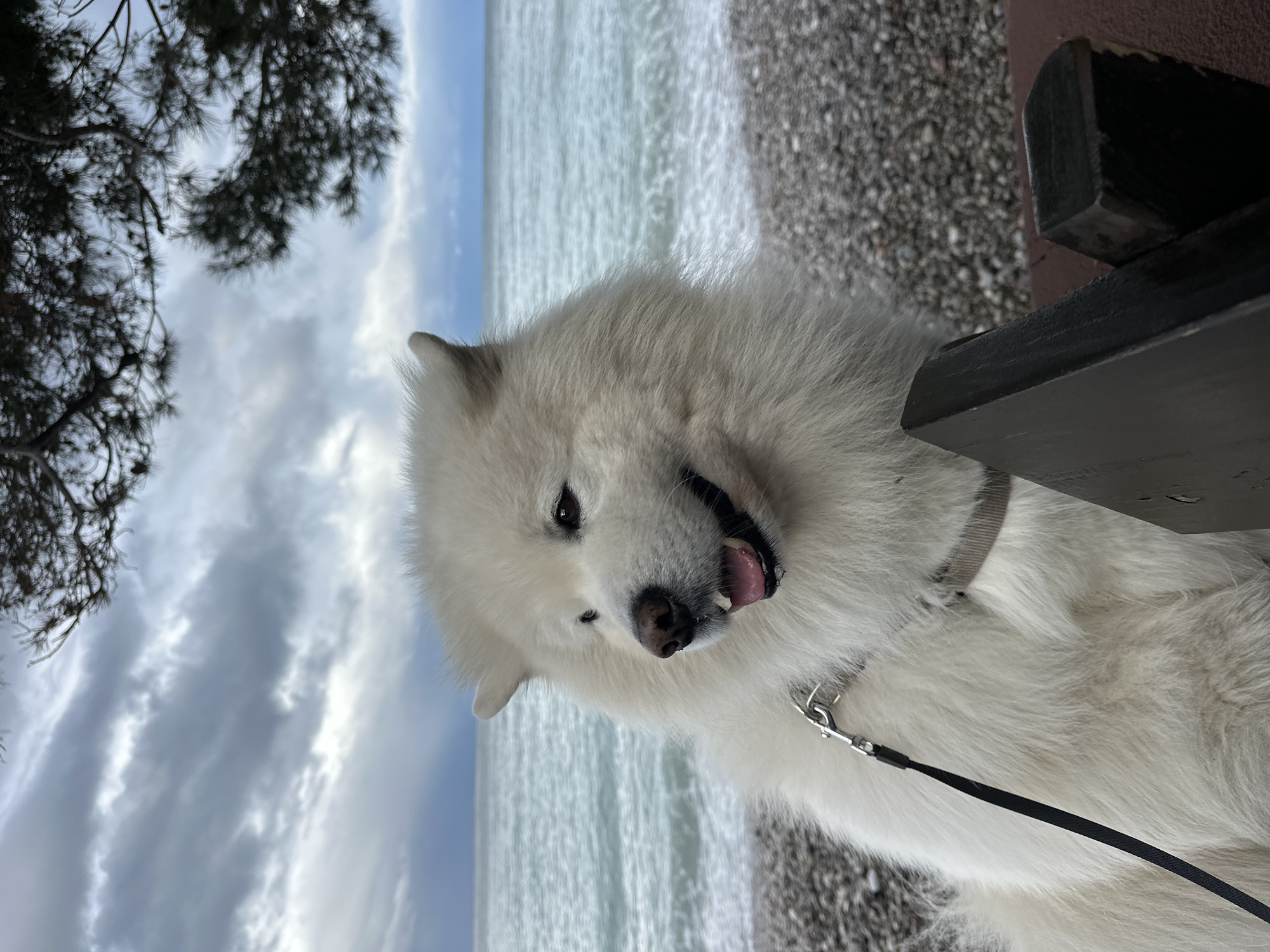 Morning beach walk with Samoyed dog in Montenegro