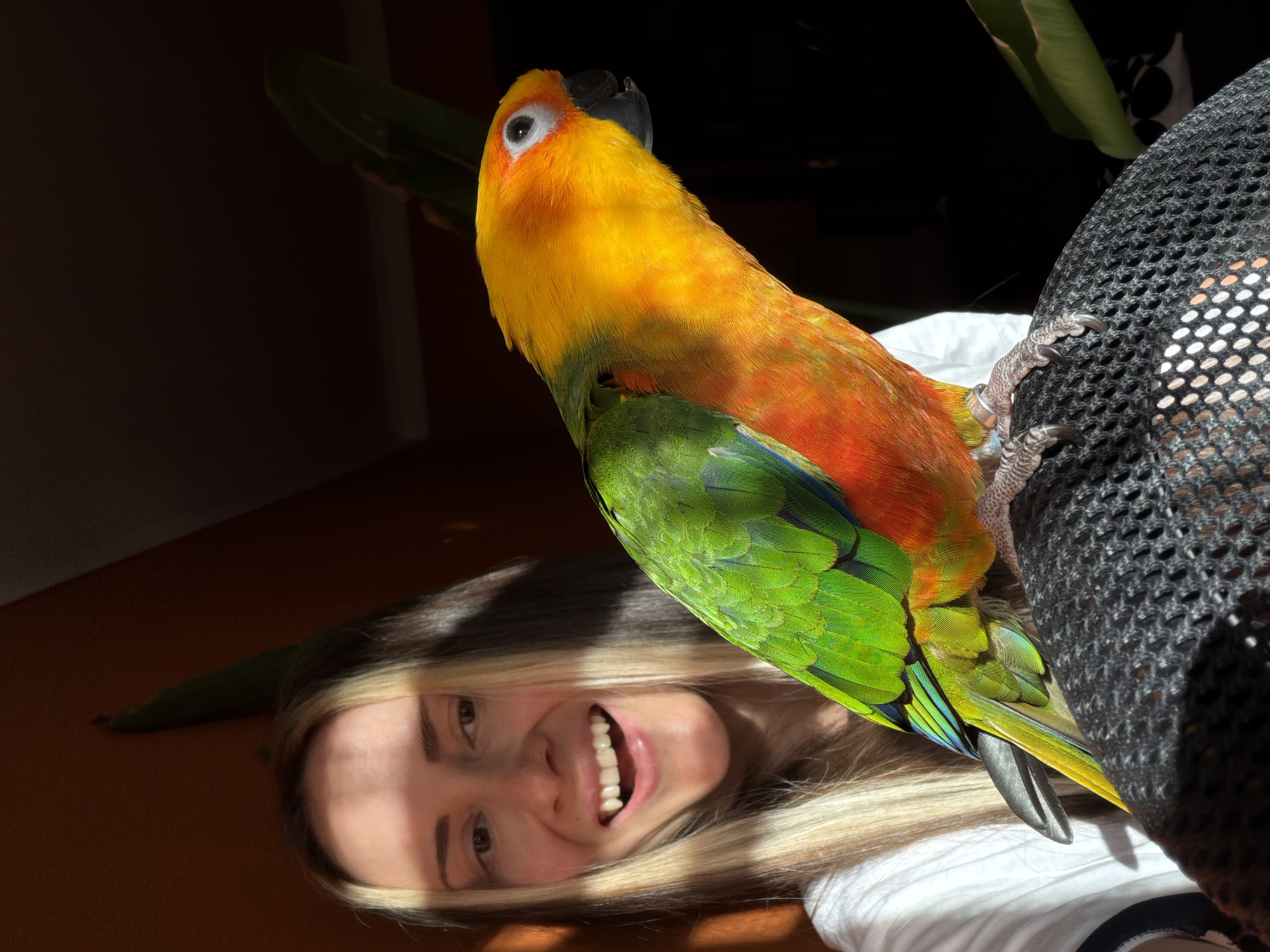 Sun Conure parrot photographed with woman in Khimki home