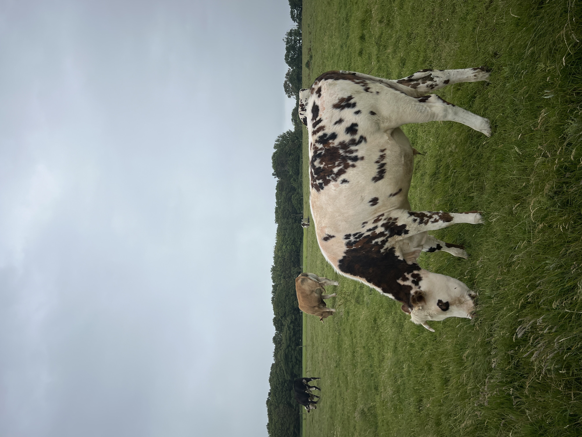Mixed cattle herd grazes in Étretat countryside fields