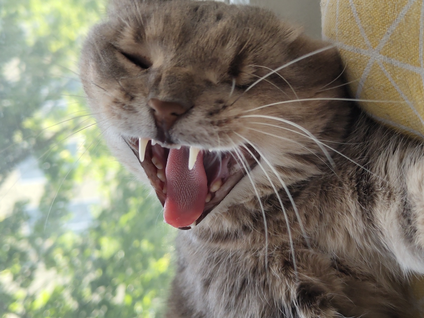 Grey tabby cat photographed yawning and resting indoors