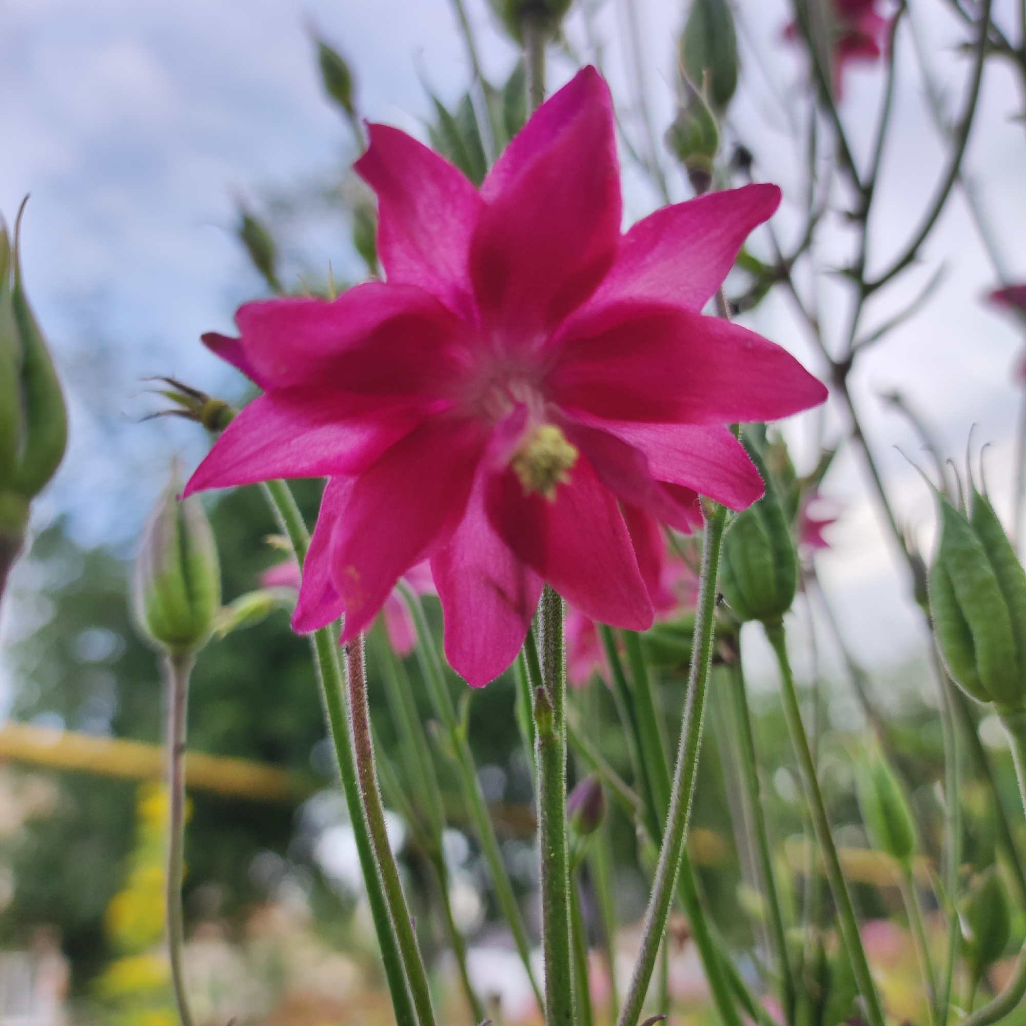 Navoloki garden in full summer bloom, flower by flower