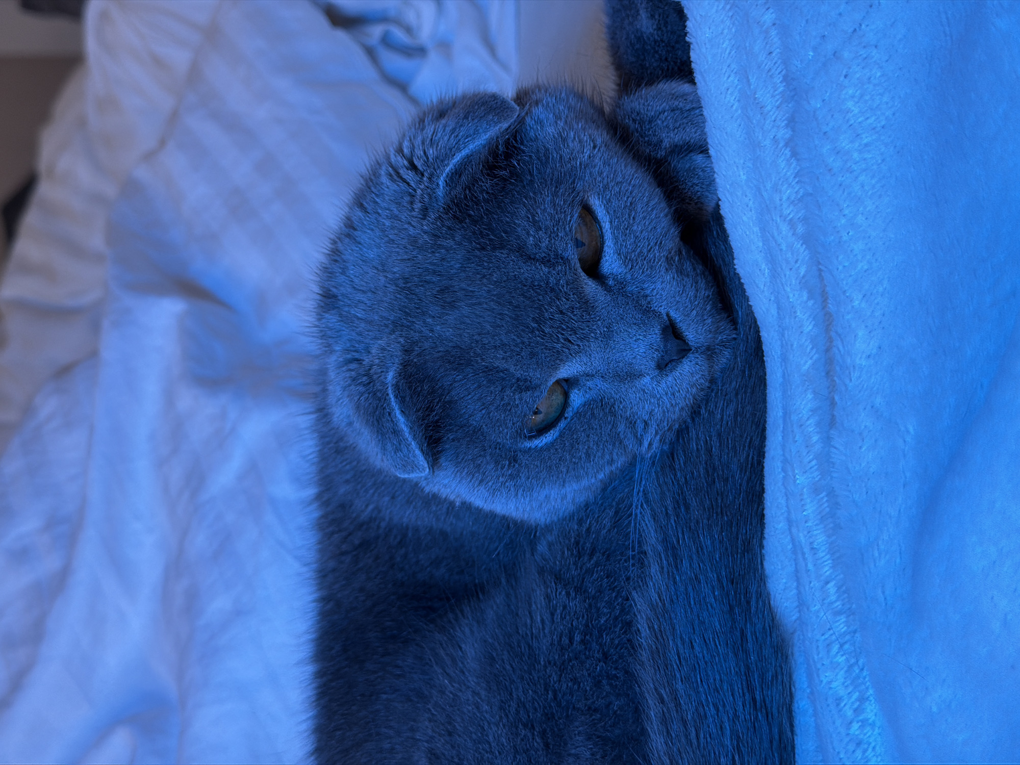 Grey Scottish Fold cat rests on blanket in Voronezh