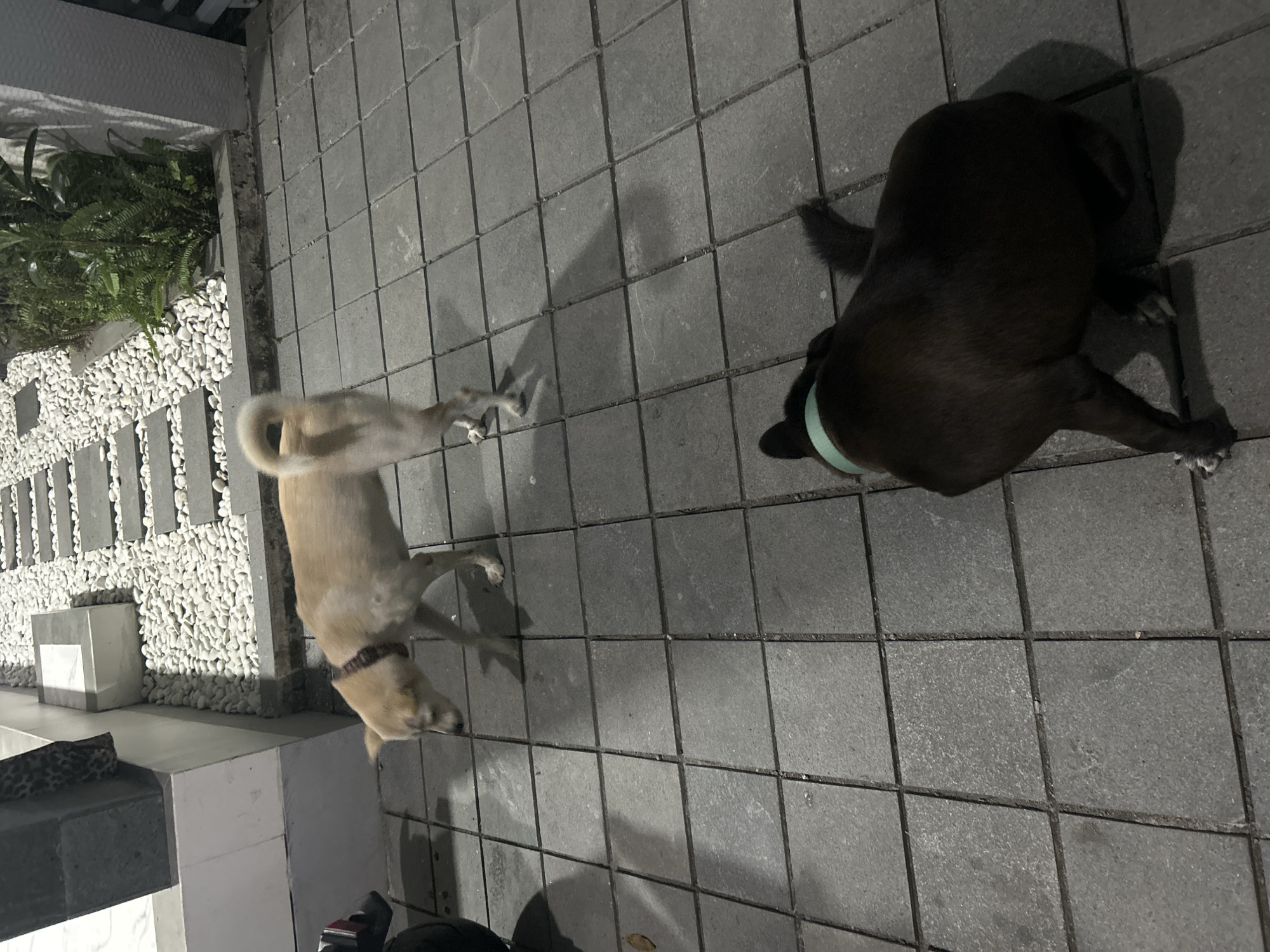 Two dogs roaming a Sukawati home's patio at night