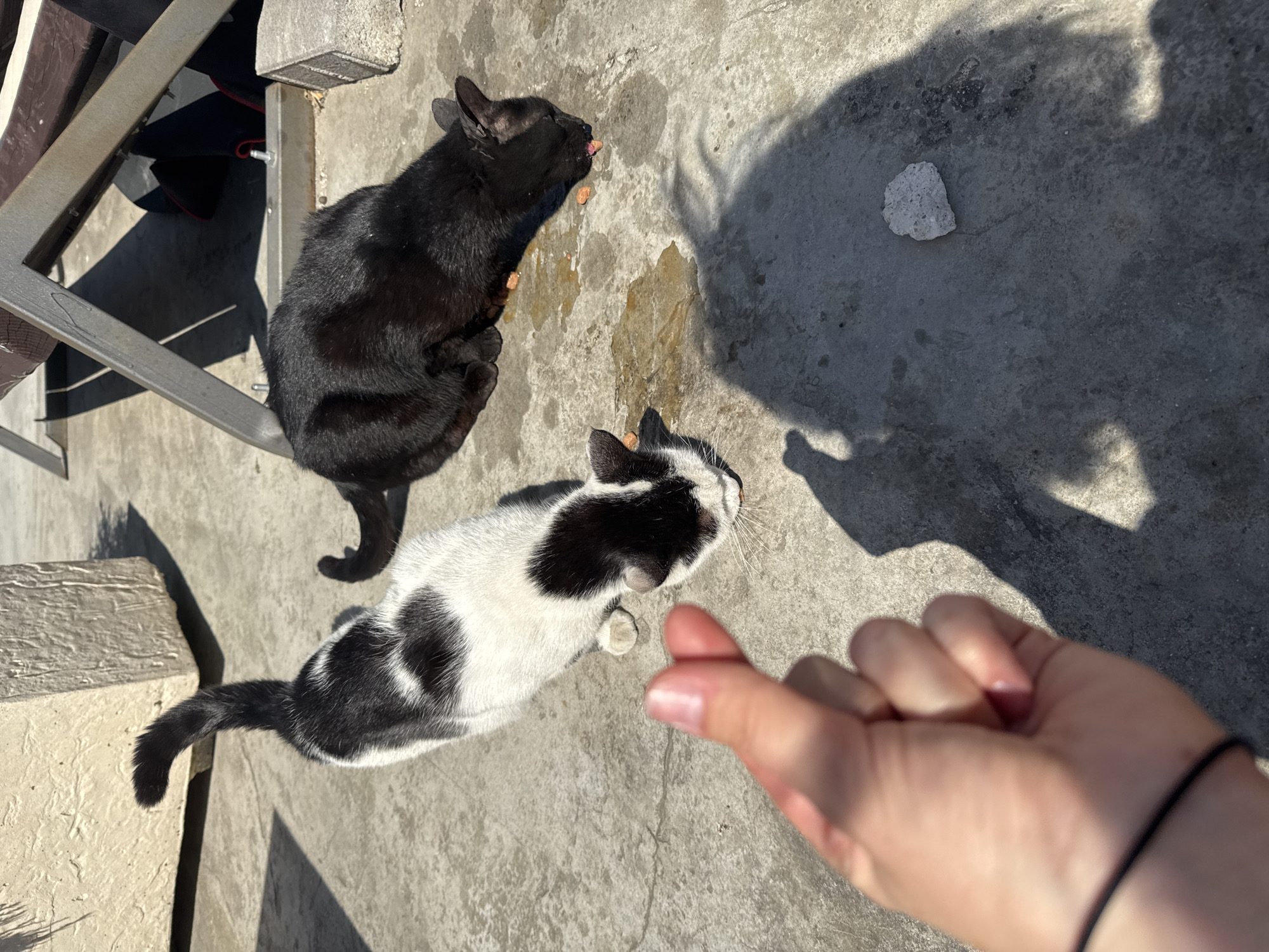 Woman feeds stray cats during spring morning in Montenegro