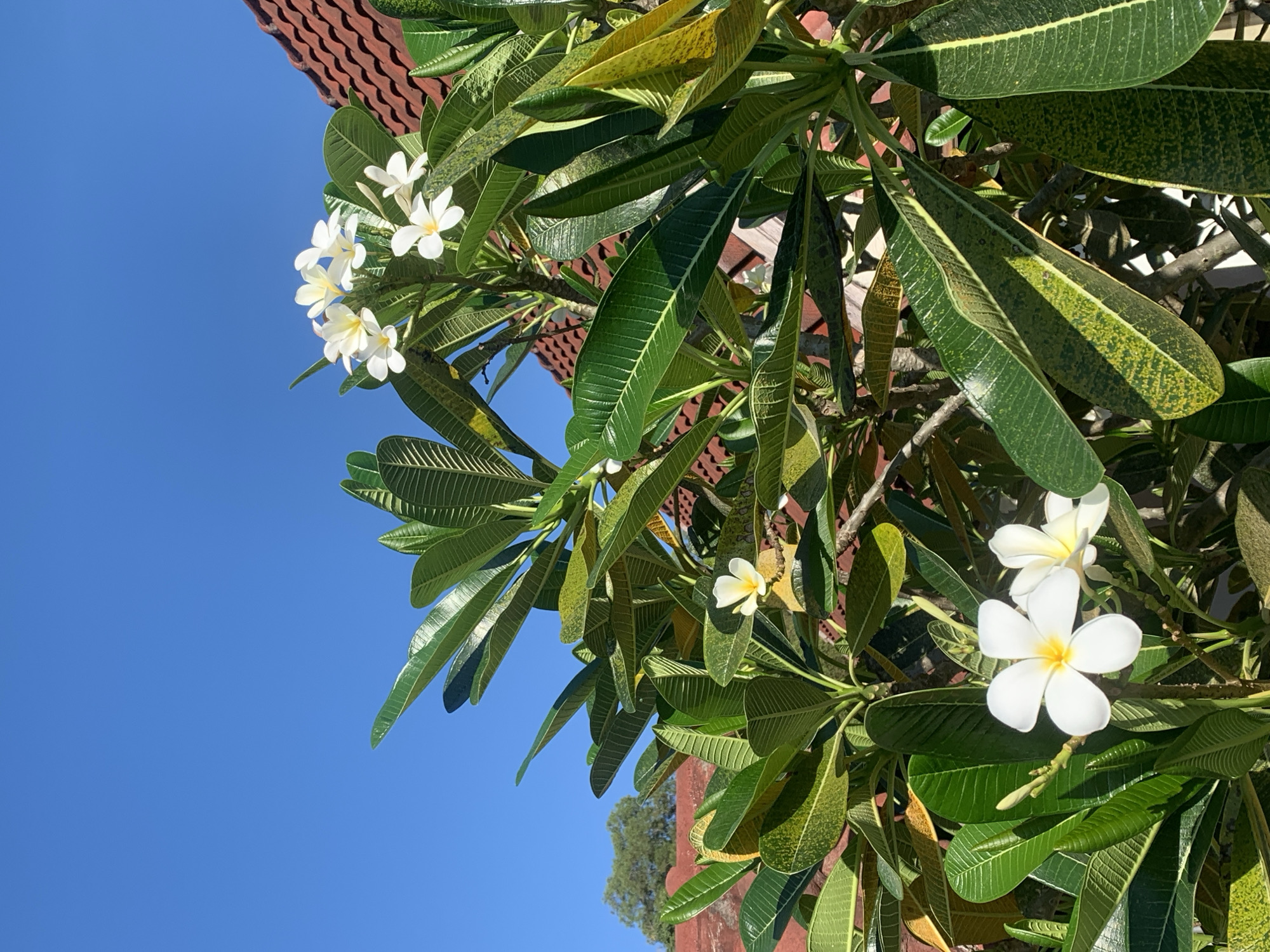 Plumeria flowers photographed in Ban Bang Rak, Thailand