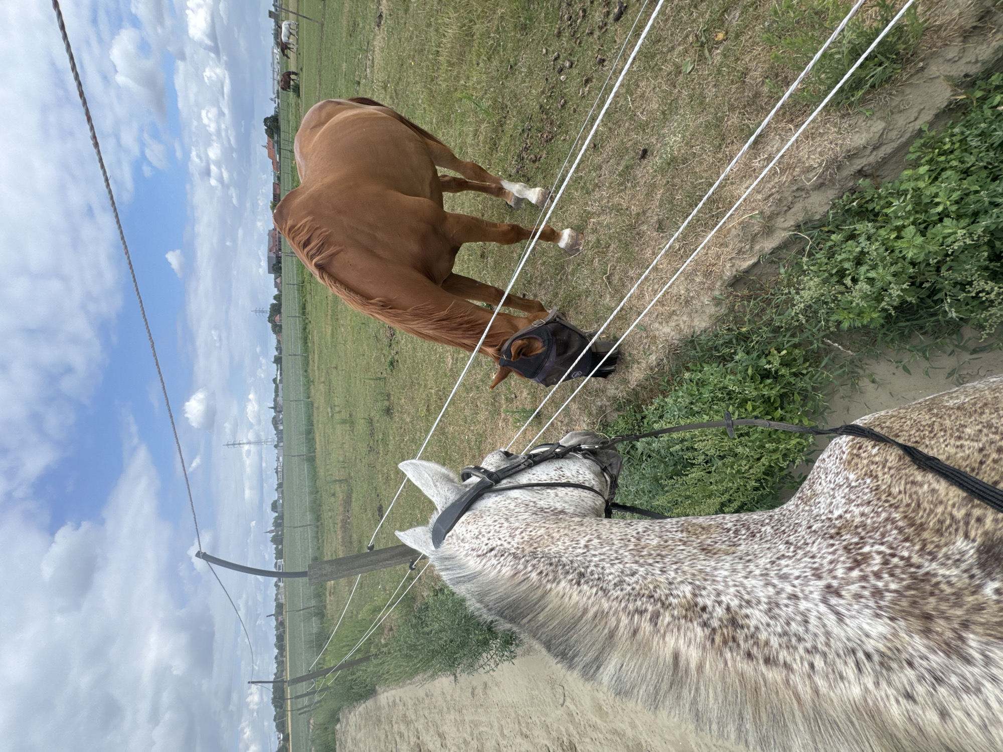 Riding a dappled grey horse through fields in Estaimpuis