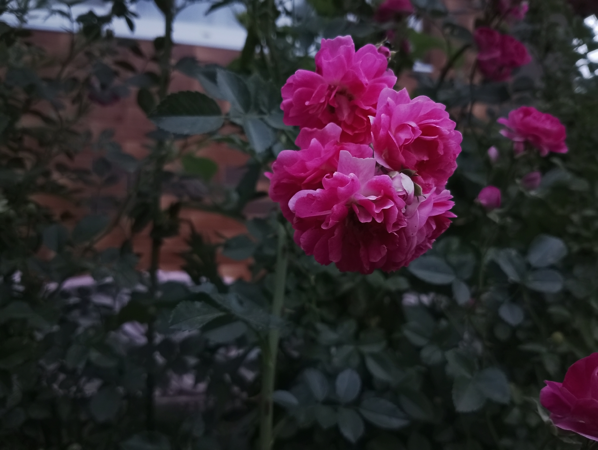 Garden details and a stormy dusk in rural Mykhnivtsi