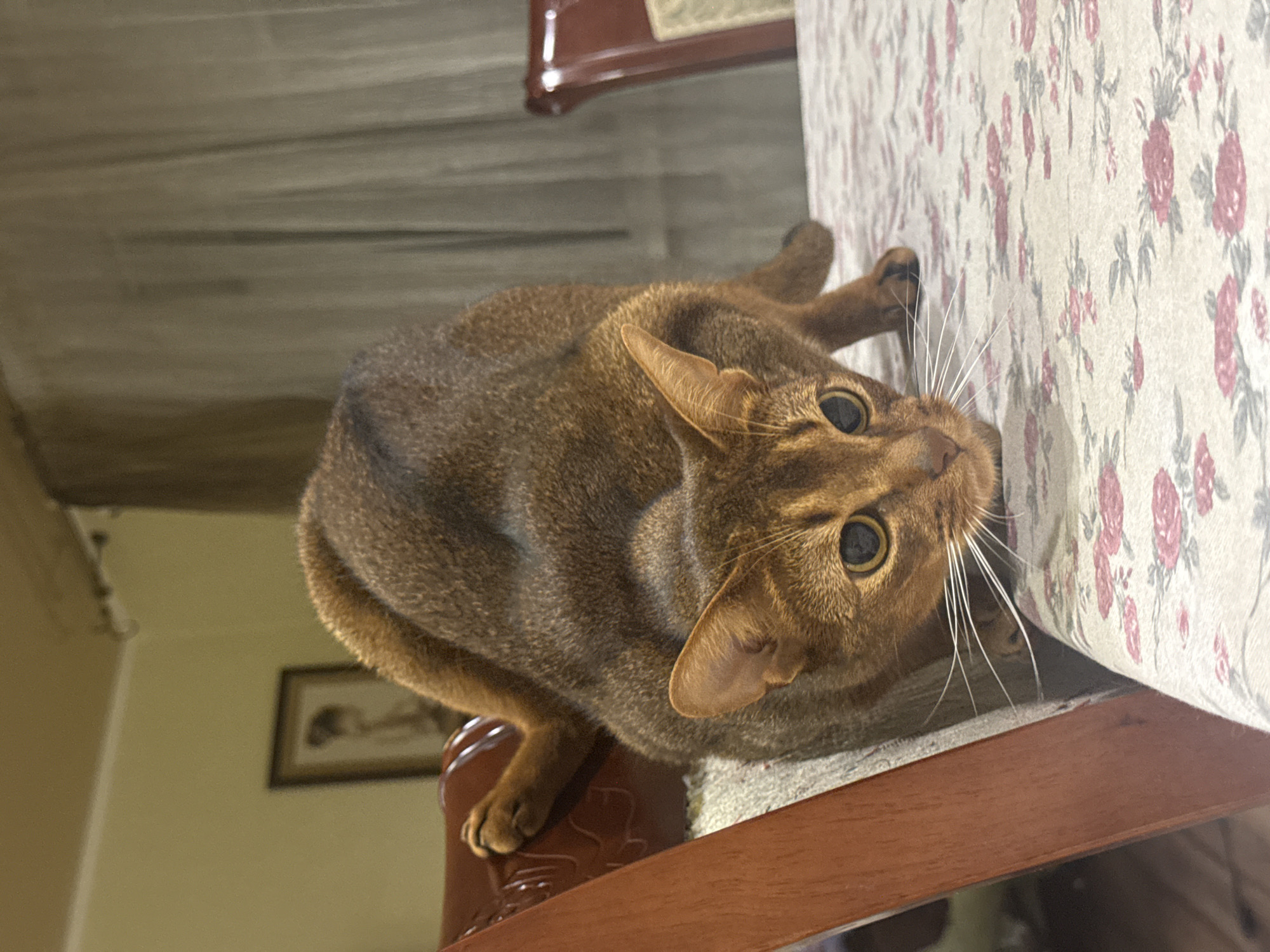 Abyssinian cat at home, plus a full moon, Vinnytsia