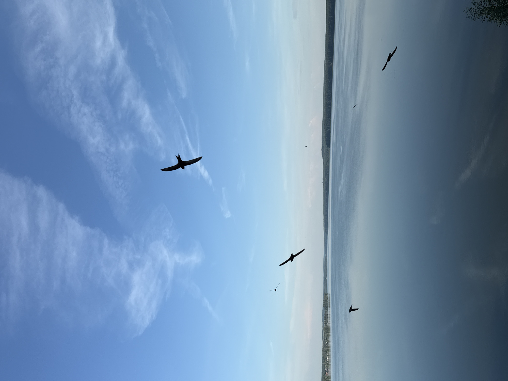 Birds over the Votkinsk Reservoir on a clear summer morning