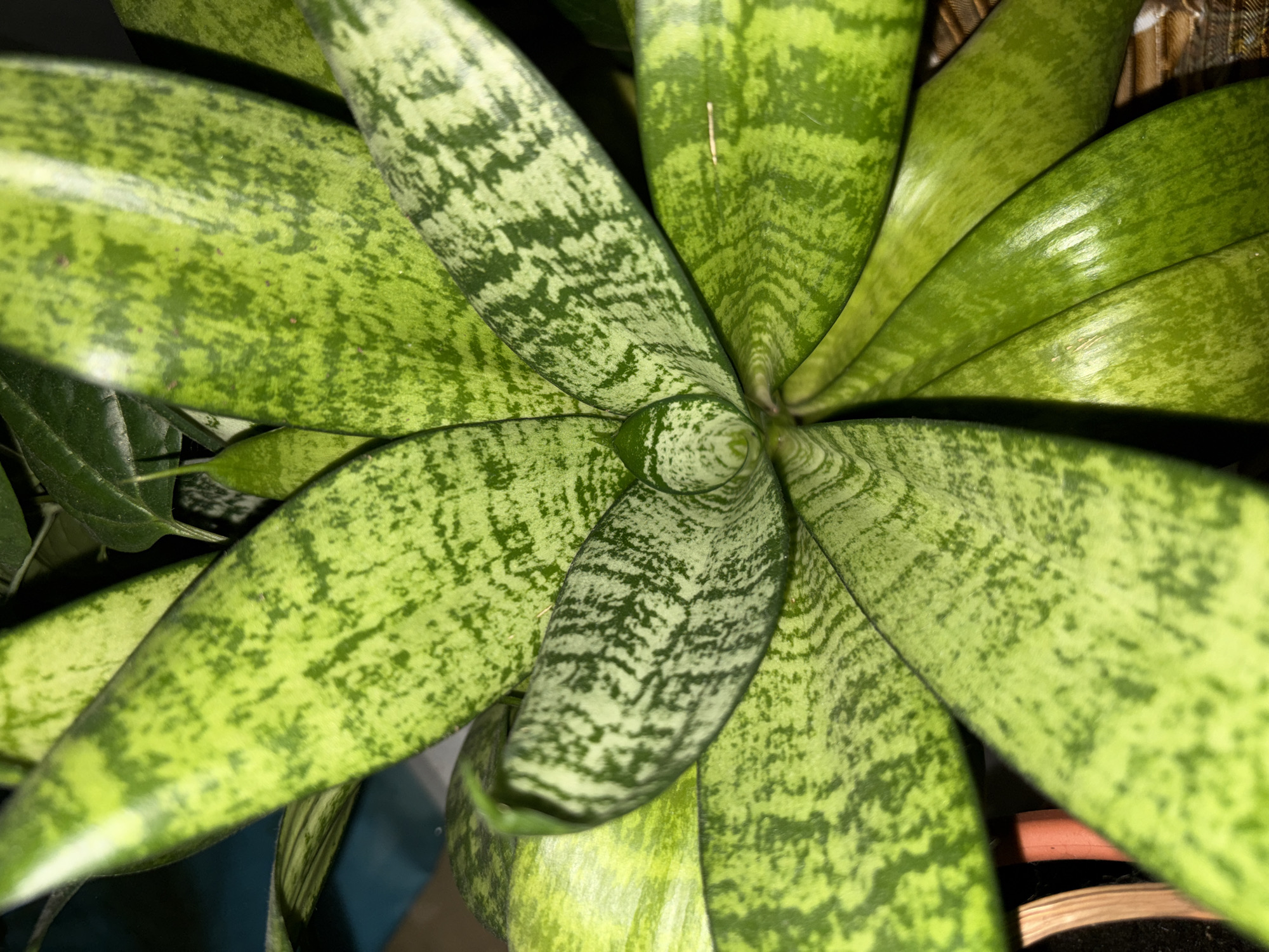 Late-night snapshots from a Pushkino apartment: plants, a cat, and city lights