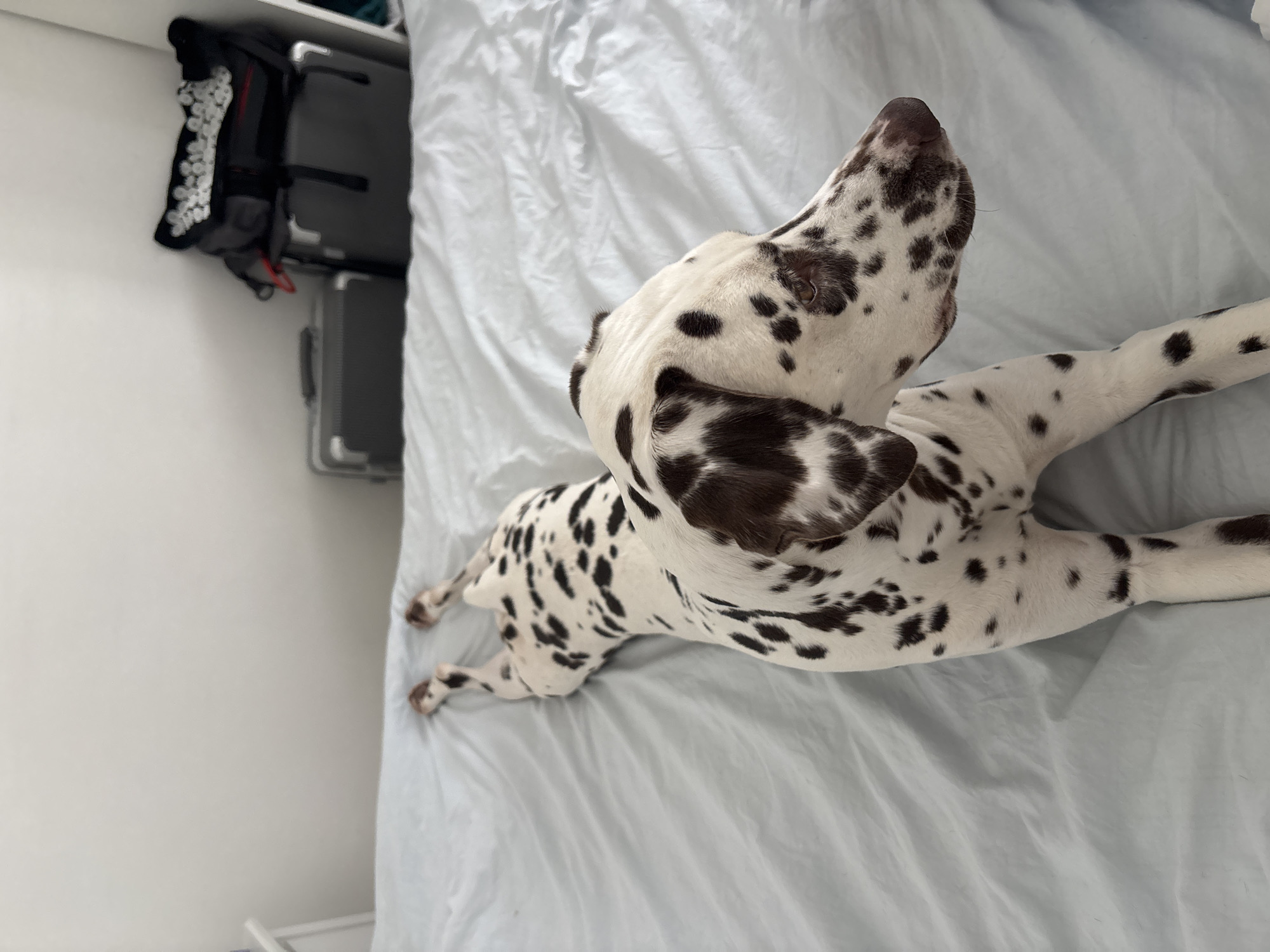 Dalmatian dog rests on bed in Moscow morning scene