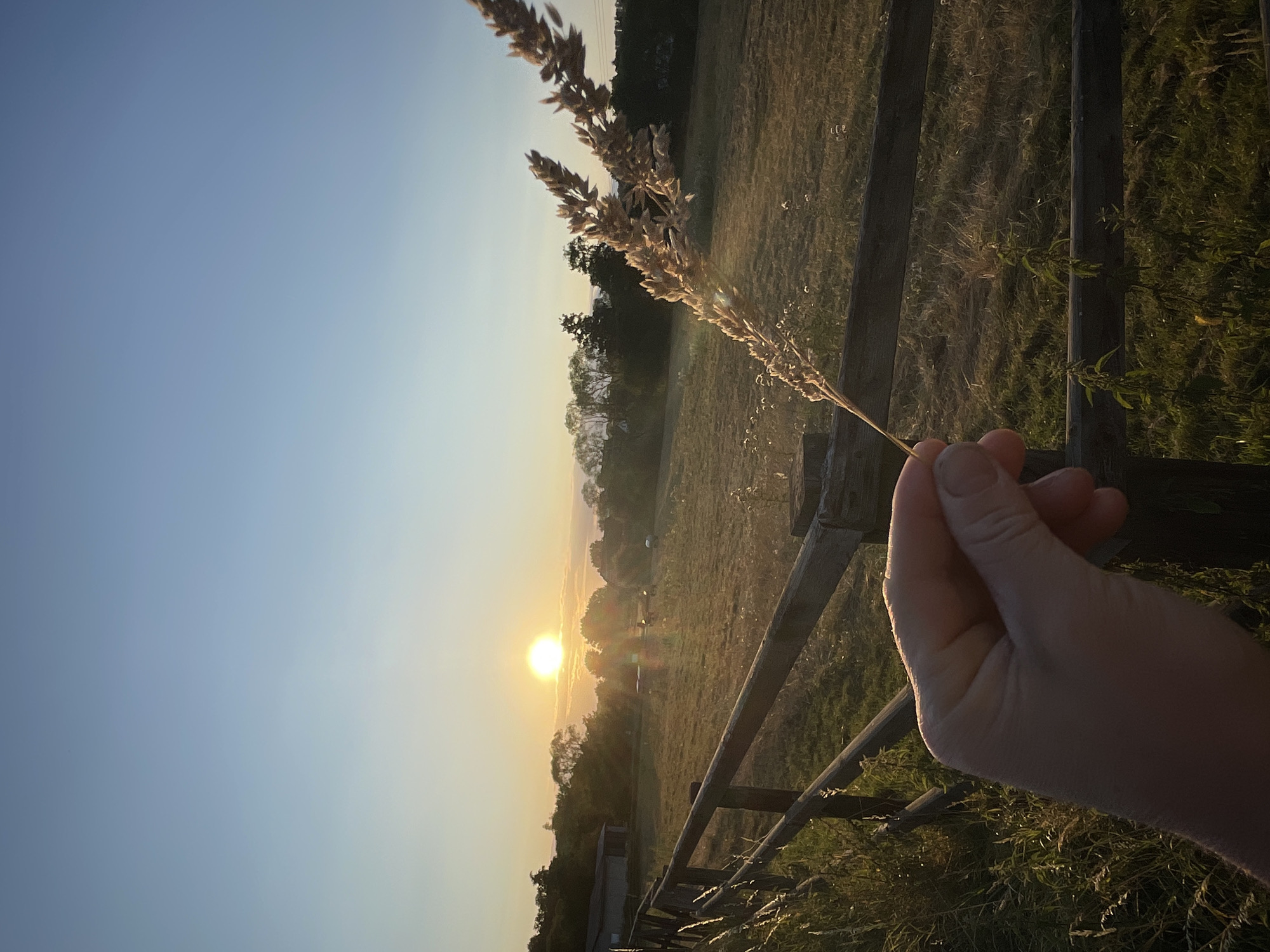 Golden hour over rural Neukirchen — wheat fields and power lines