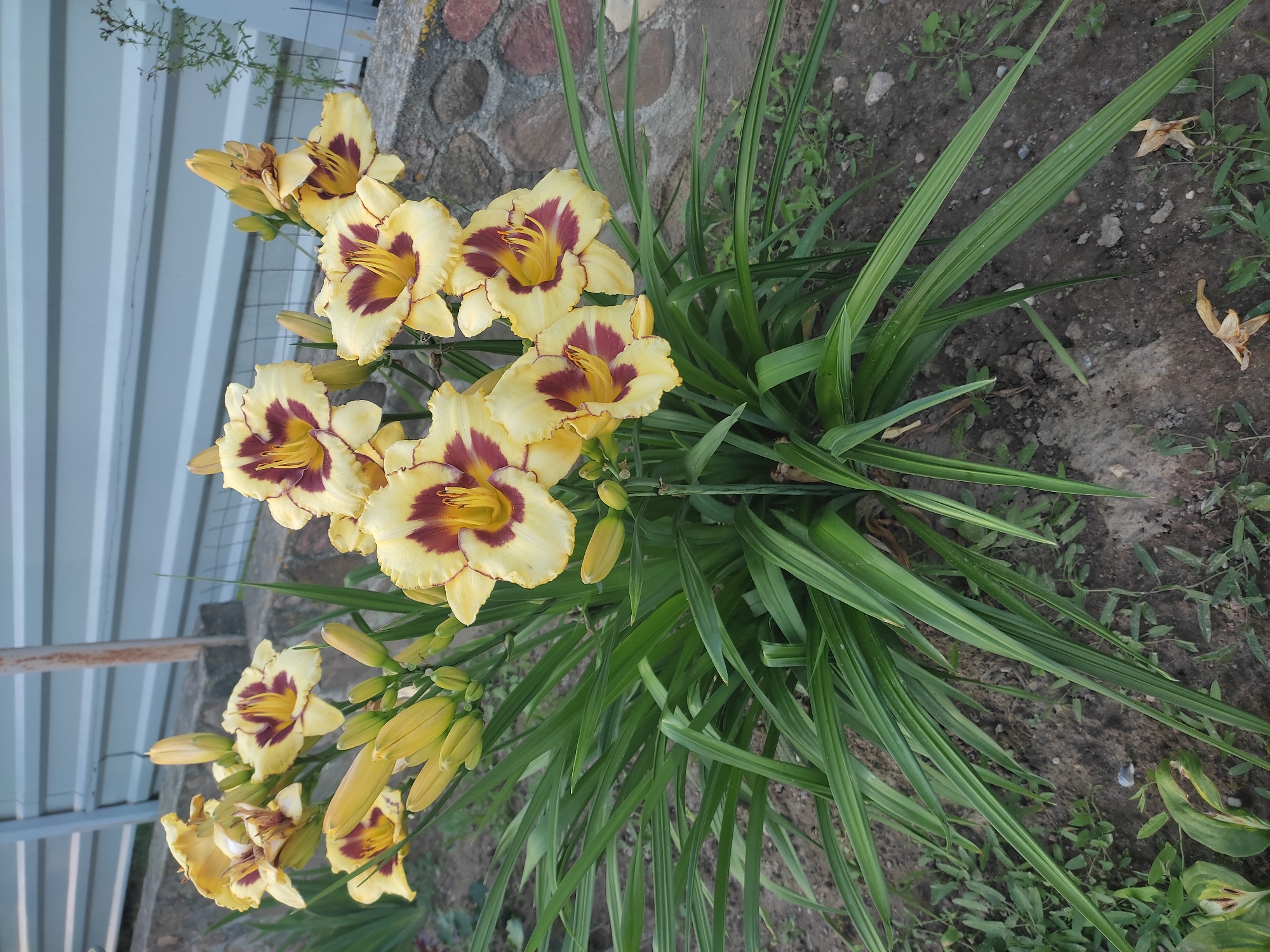 Summer garden blooms in full color, Hrodna, Belarus