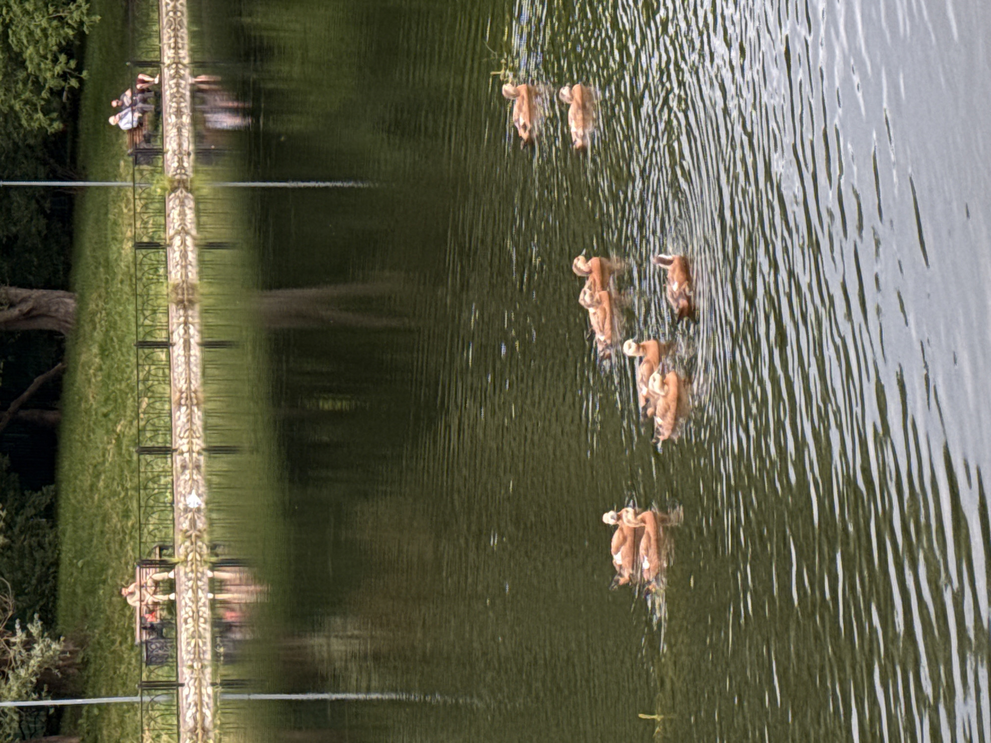 Ducks on a quiet pond in a Moscow park