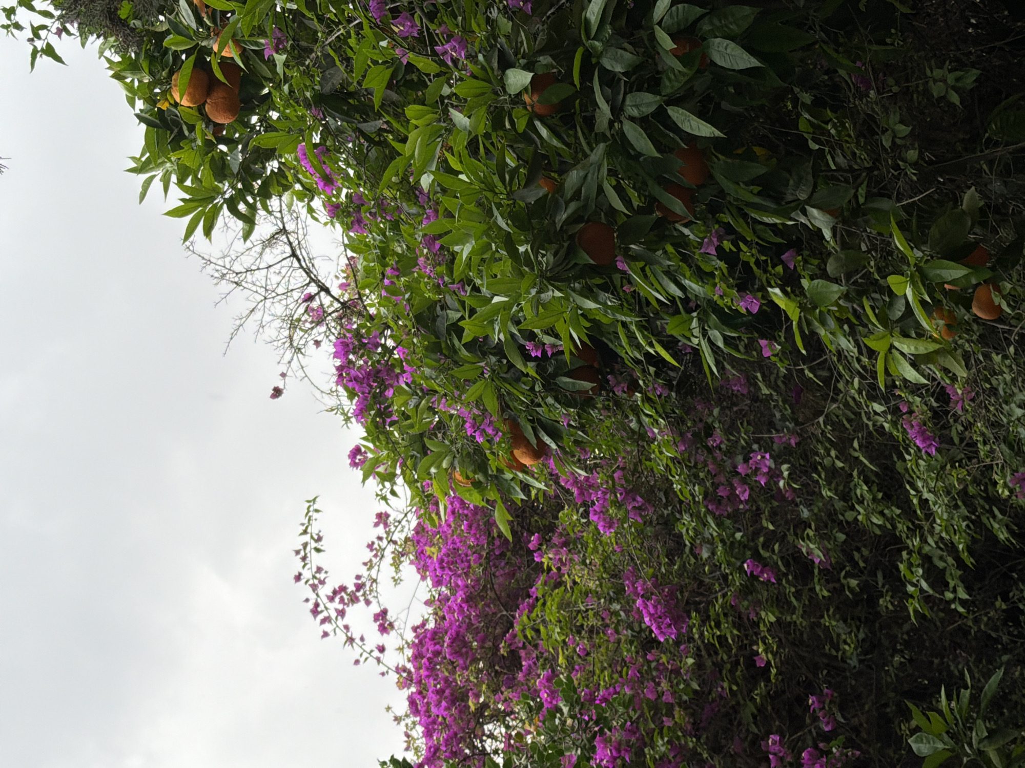 Spring blooms and public art observed in Jerusalem parks
