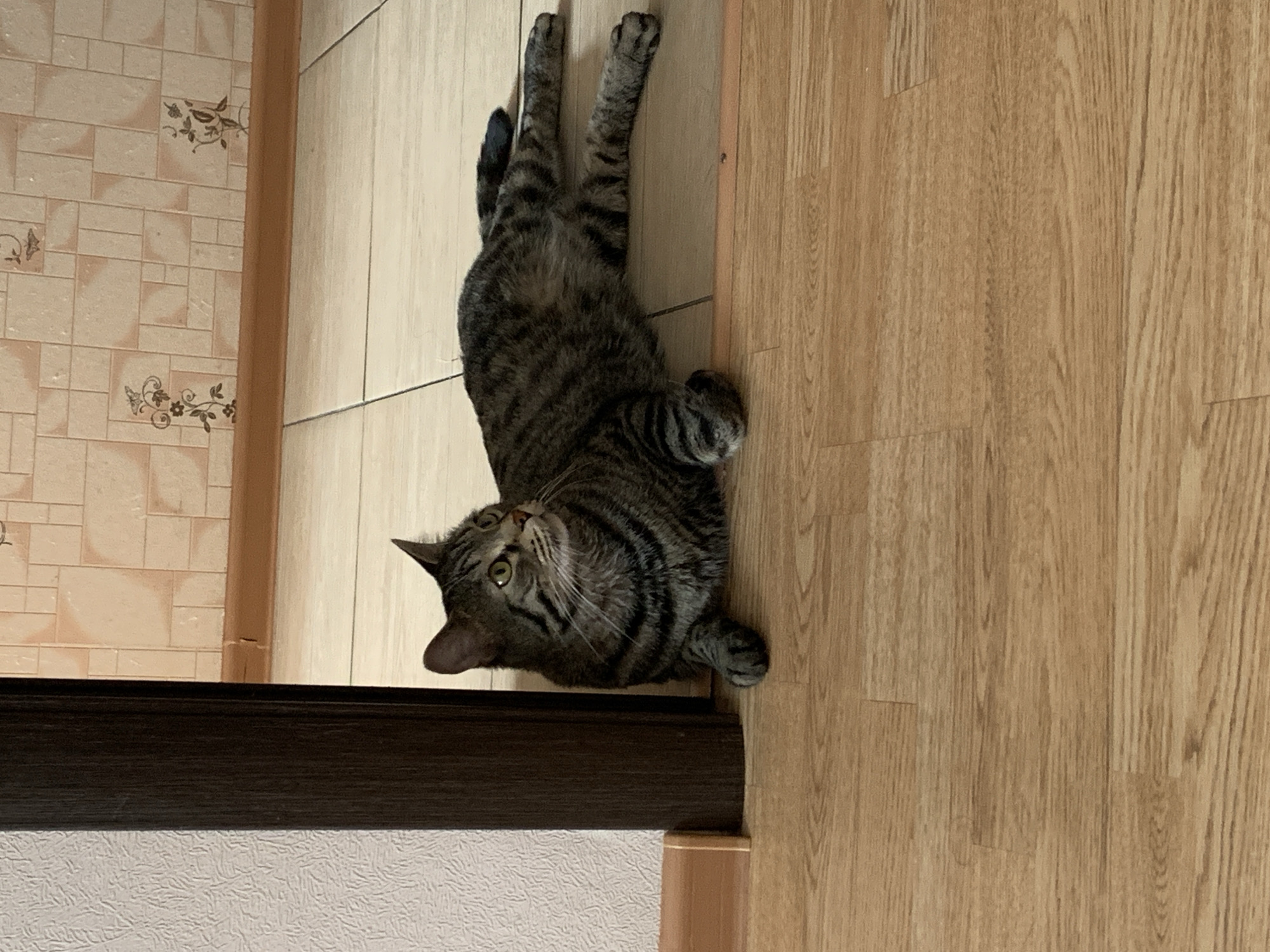 Tabby cat filmed in playful indoor antics in Stavropol