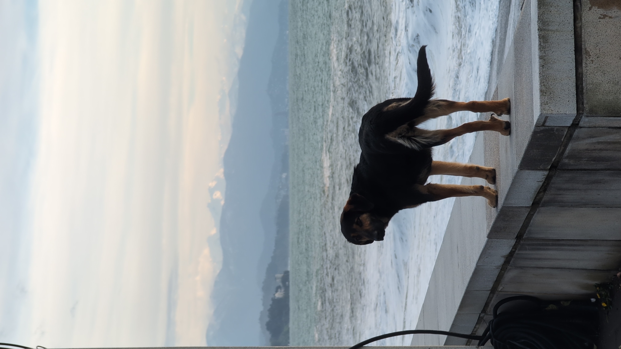 Man and dog spotted at seaside promenade in Kobuleti