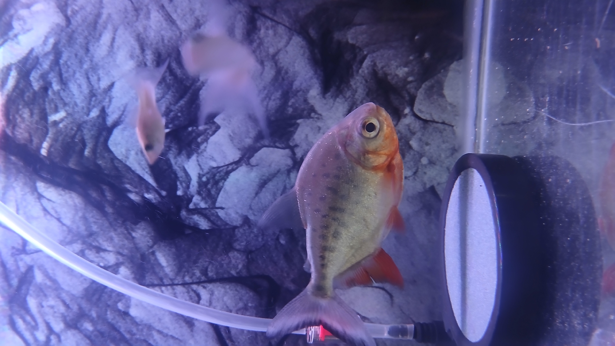 Aquarium fish documented in Lhokseumawe, Indonesia