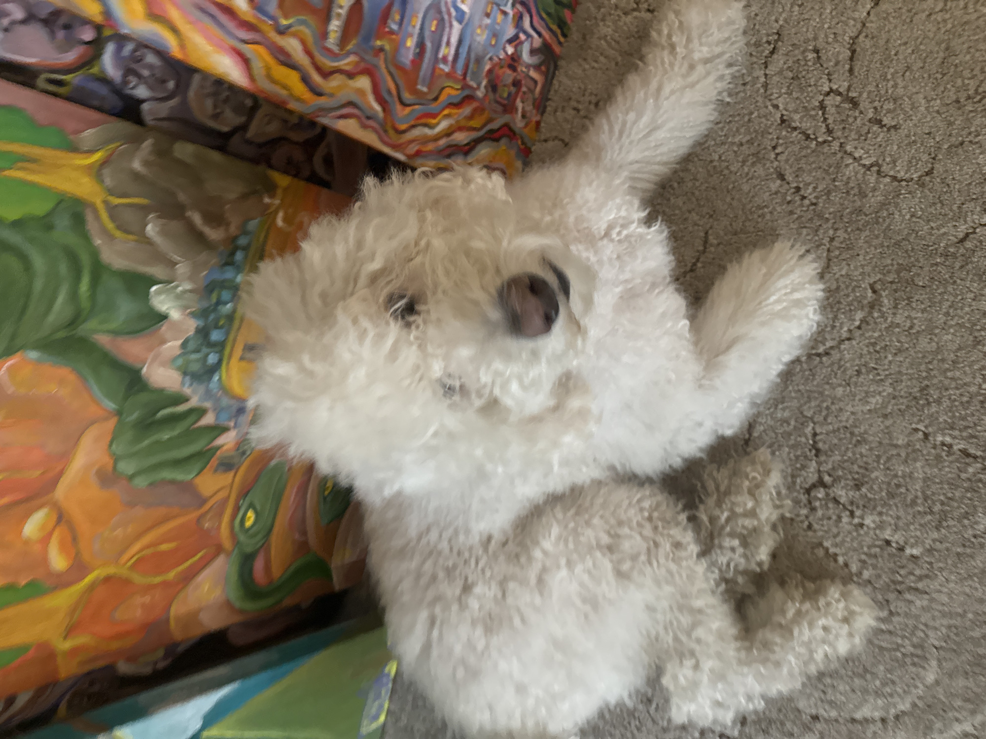 White dog rests near abstract paintings in Krasnoyarsk home