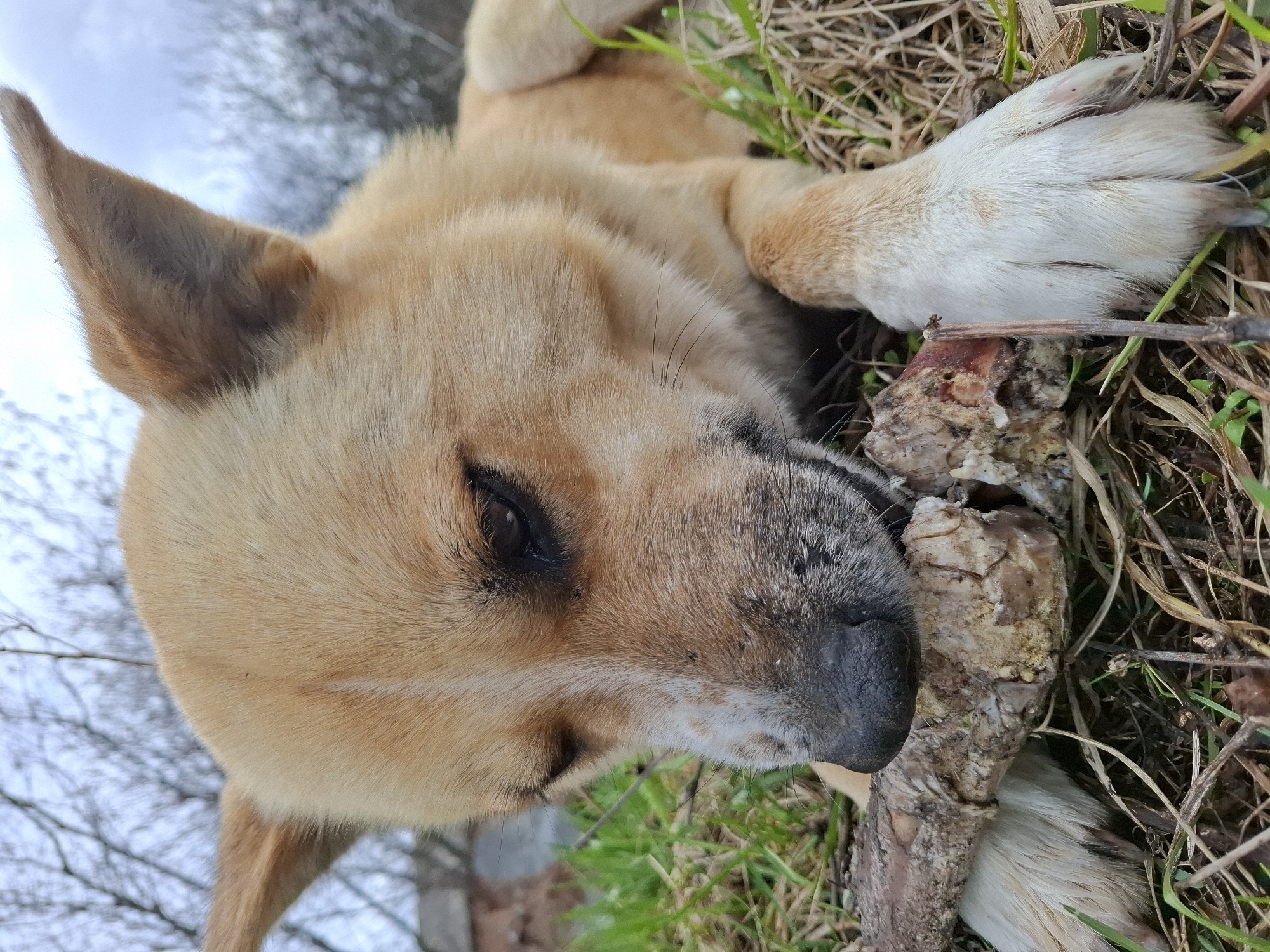 Spring scenes captured in rural Russian village include dog, plants, flowers
