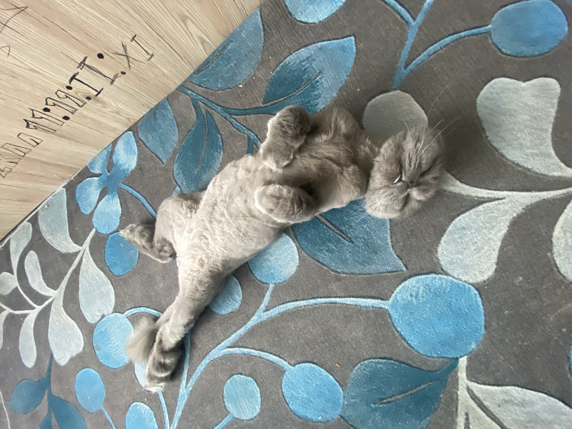 Cats caught napping in various cozy indoor spots