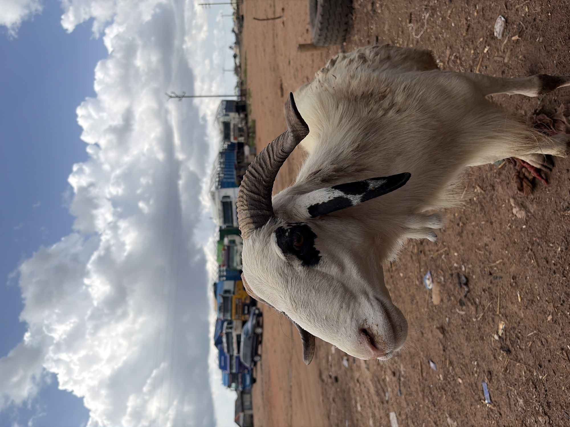 Horned ram on dusty ground in Bukuru, Nigeria