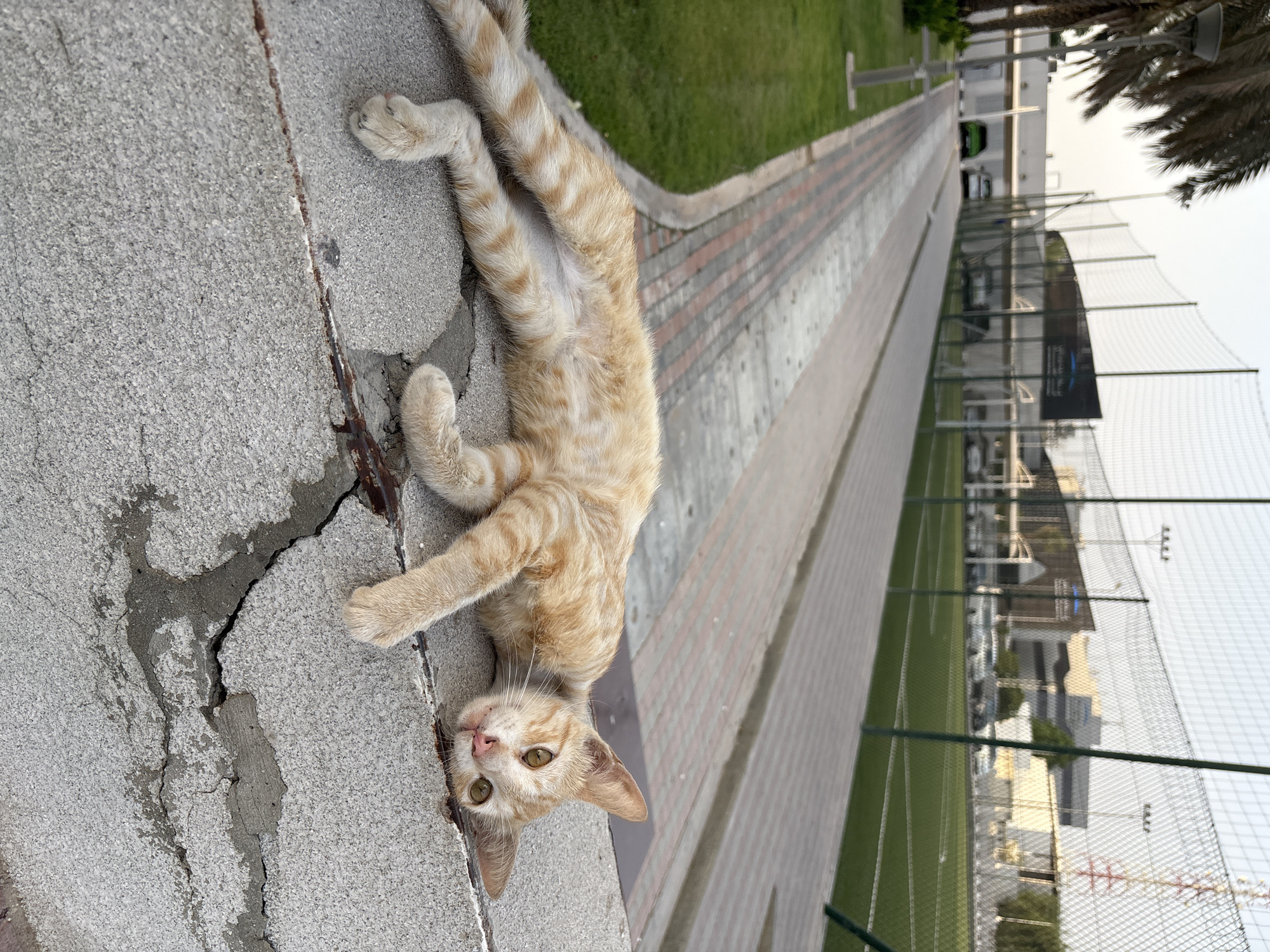 Cats, palms, and street details from a Dubai neighborhood