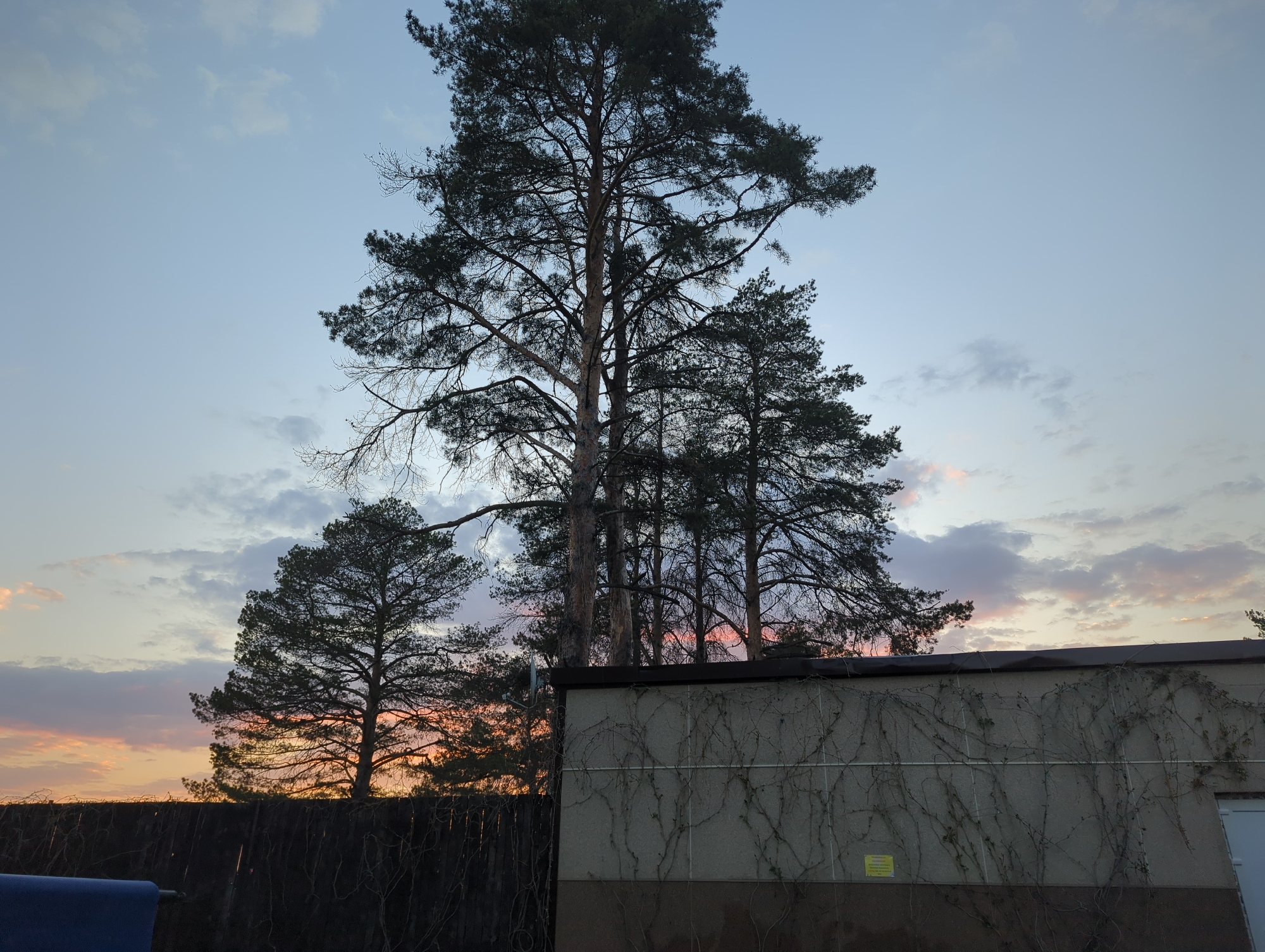 Sunset observed through pine trees in Chaikovsky, Russia