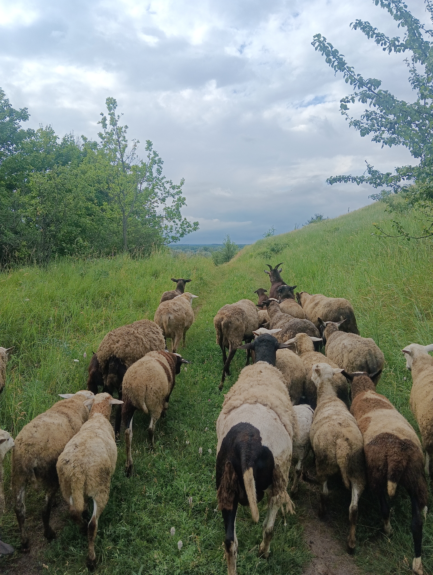 Mixed flock grazing pastoral hillsides under cloudy June skies