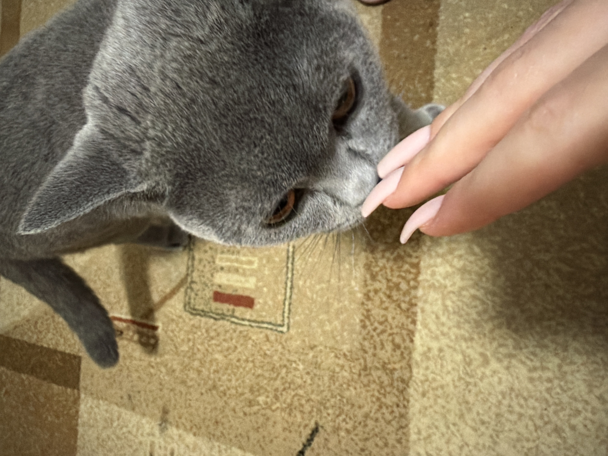 Grey cat observed indoors in Dimitrovgrad, Bulgaria